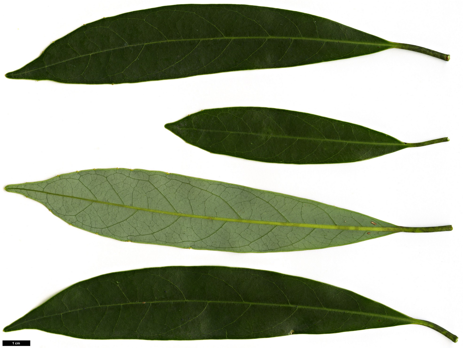 High resolution image: Family: Lauraceae - Genus: Litsea - Taxon: acuminata High resolution image: Family: Lauraceae - Genus: Litsea - Taxon: acuminata