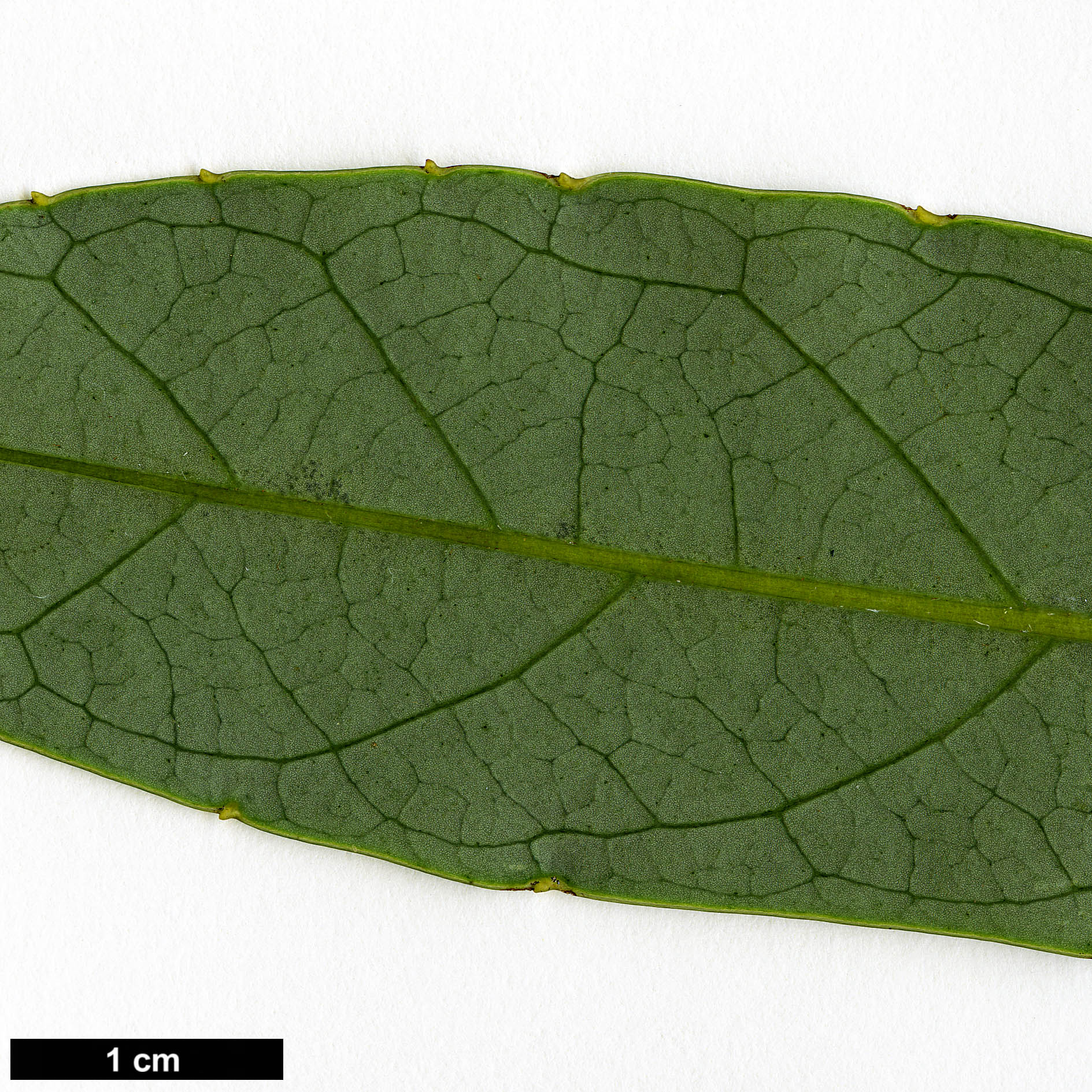 High resolution image: Family: Lauraceae - Genus: Litsea - Taxon: acuminata High resolution image: Family: Lauraceae - Genus: Litsea - Taxon: acuminata