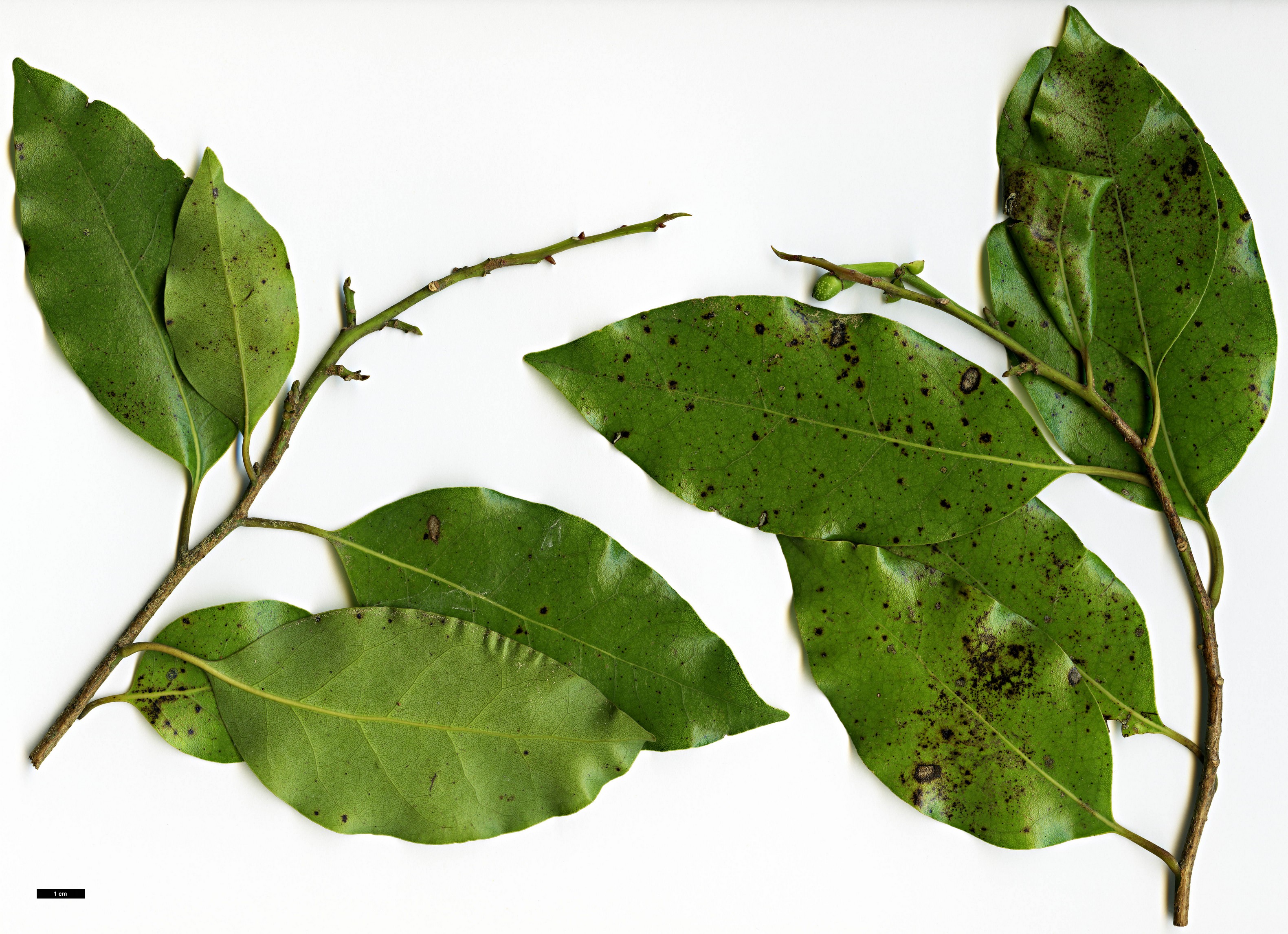 High resolution image: Family: Lauraceae - Genus: Litsea - Taxon: calicaris