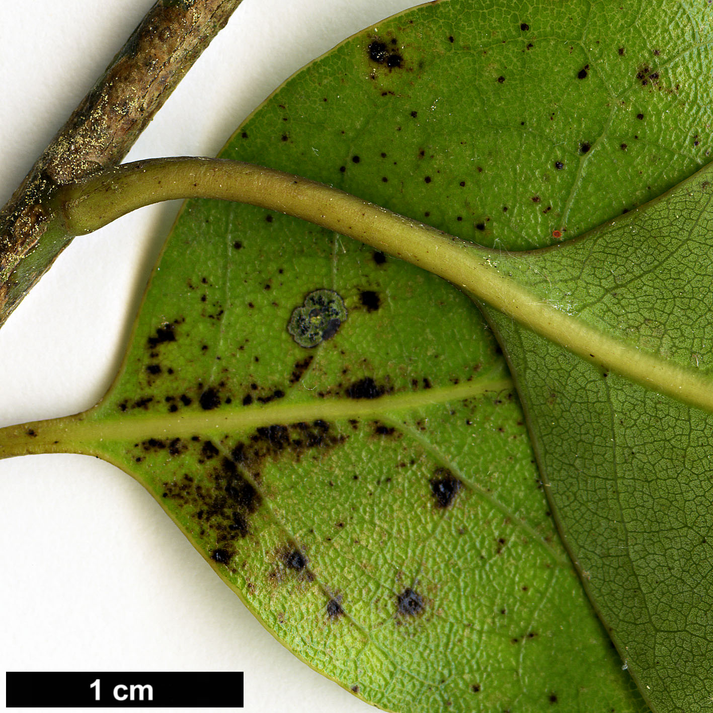 High resolution image: Family: Lauraceae - Genus: Litsea - Taxon: calicaris