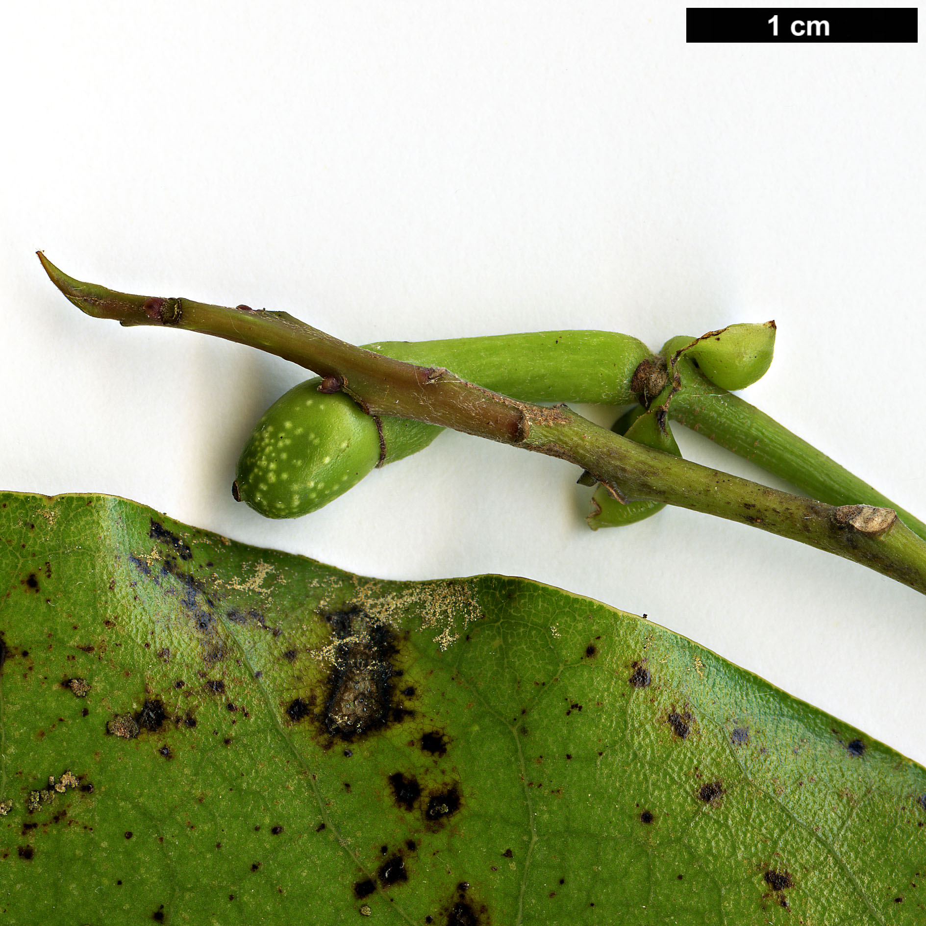 High resolution image: Family: Lauraceae - Genus: Litsea - Taxon: calicaris