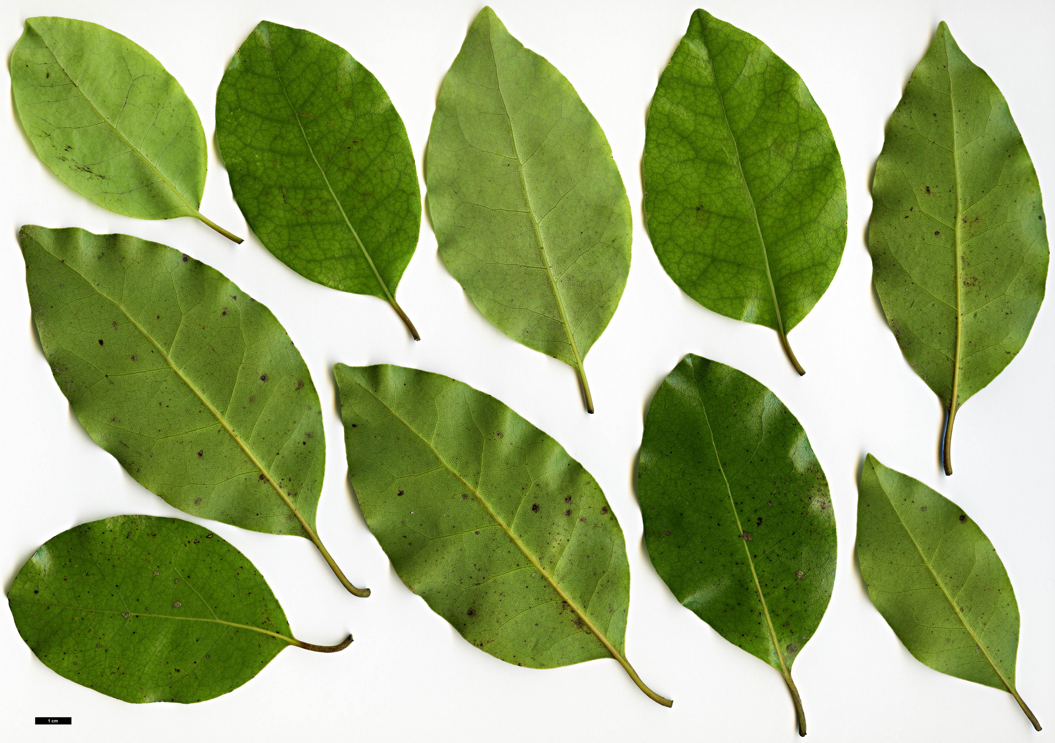 High resolution image: Family: Lauraceae - Genus: Litsea - Taxon: calicaris