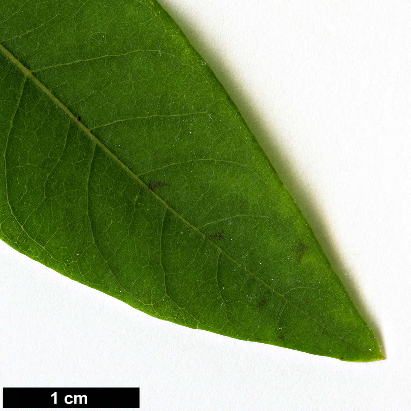 High resolution image: Family: Lauraceae - Genus: Litsea - Taxon: cubeba