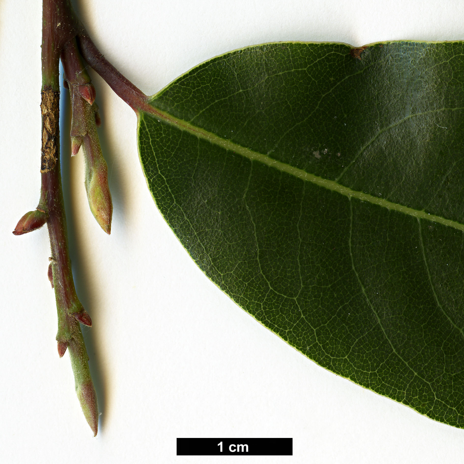 High resolution image: Family: Lauraceae - Genus: Litsea - Taxon: glaucescens