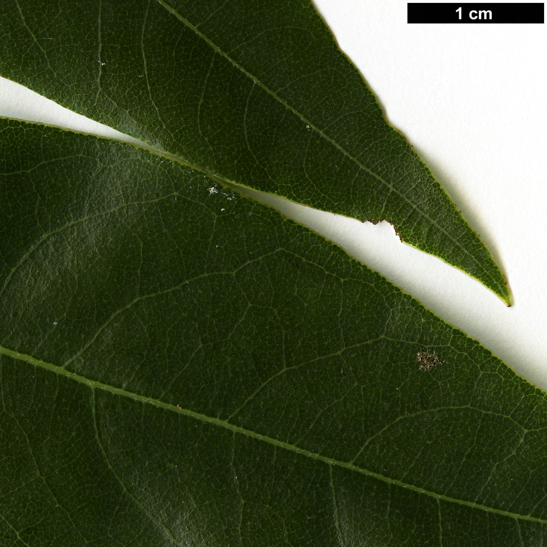 High resolution image: Family: Lauraceae - Genus: Litsea - Taxon: glaucescens