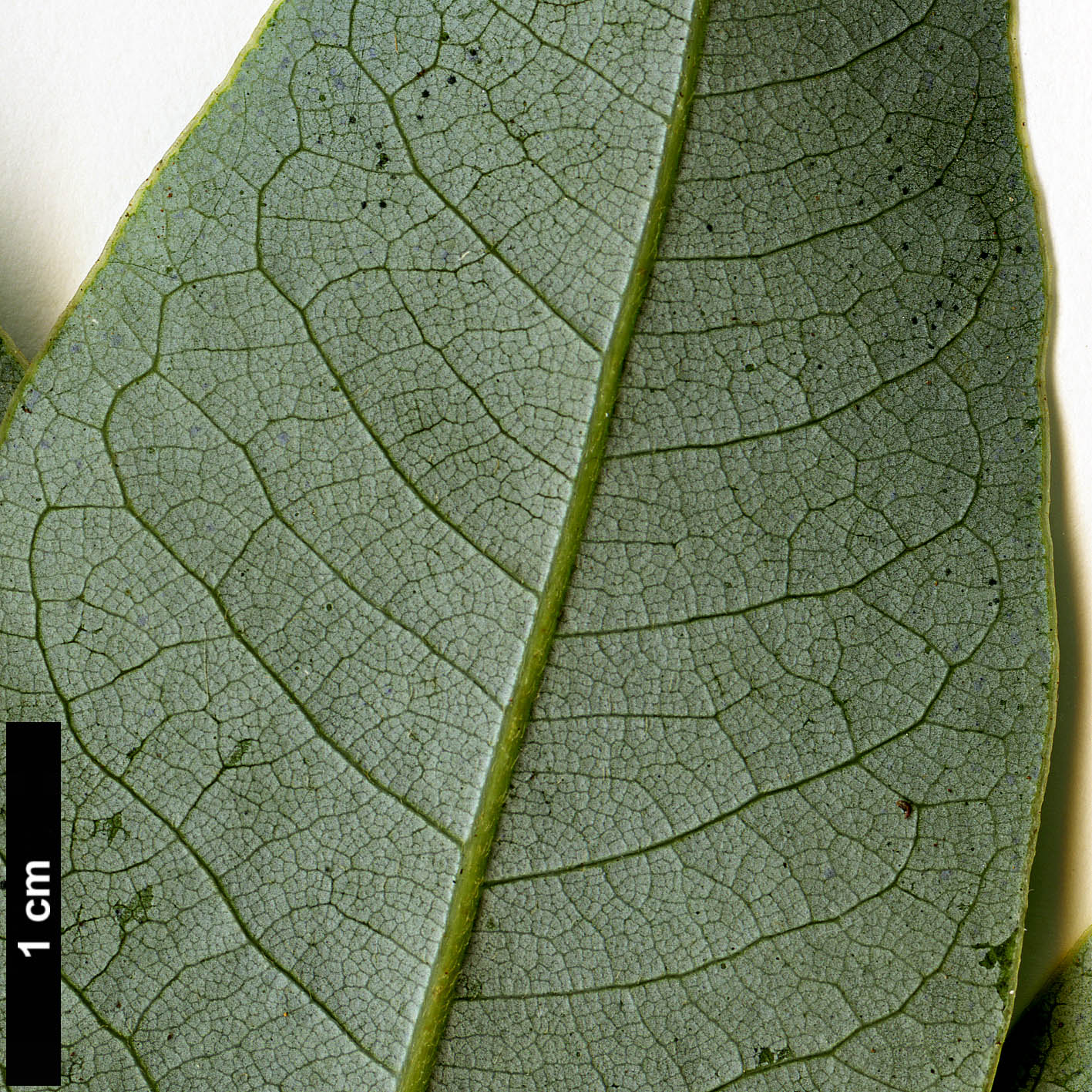 High resolution image: Family: Lauraceae - Genus: Litsea - Taxon: glaucescens