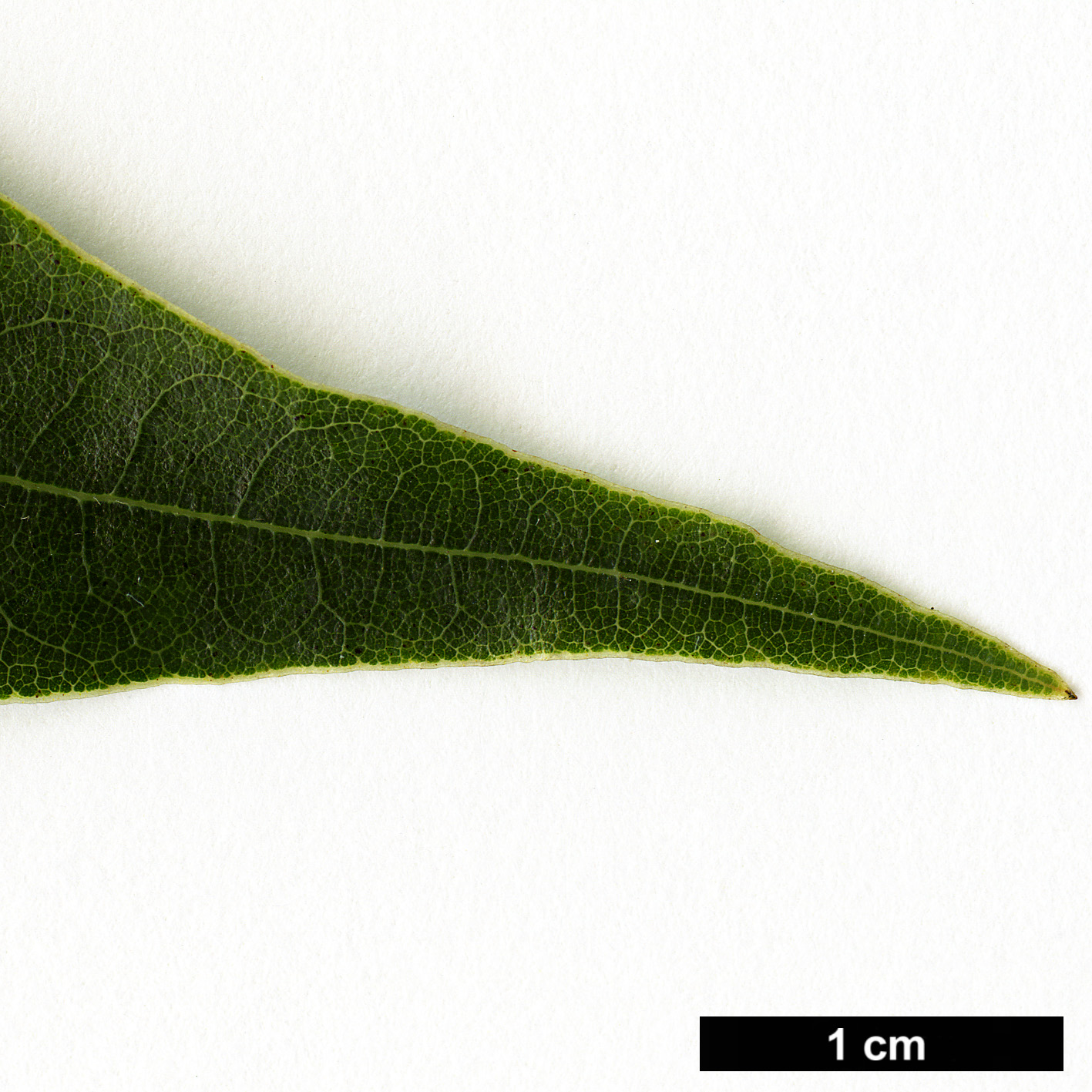 High resolution image: Family: Lauraceae - Genus: Litsea - Taxon: glaucescens