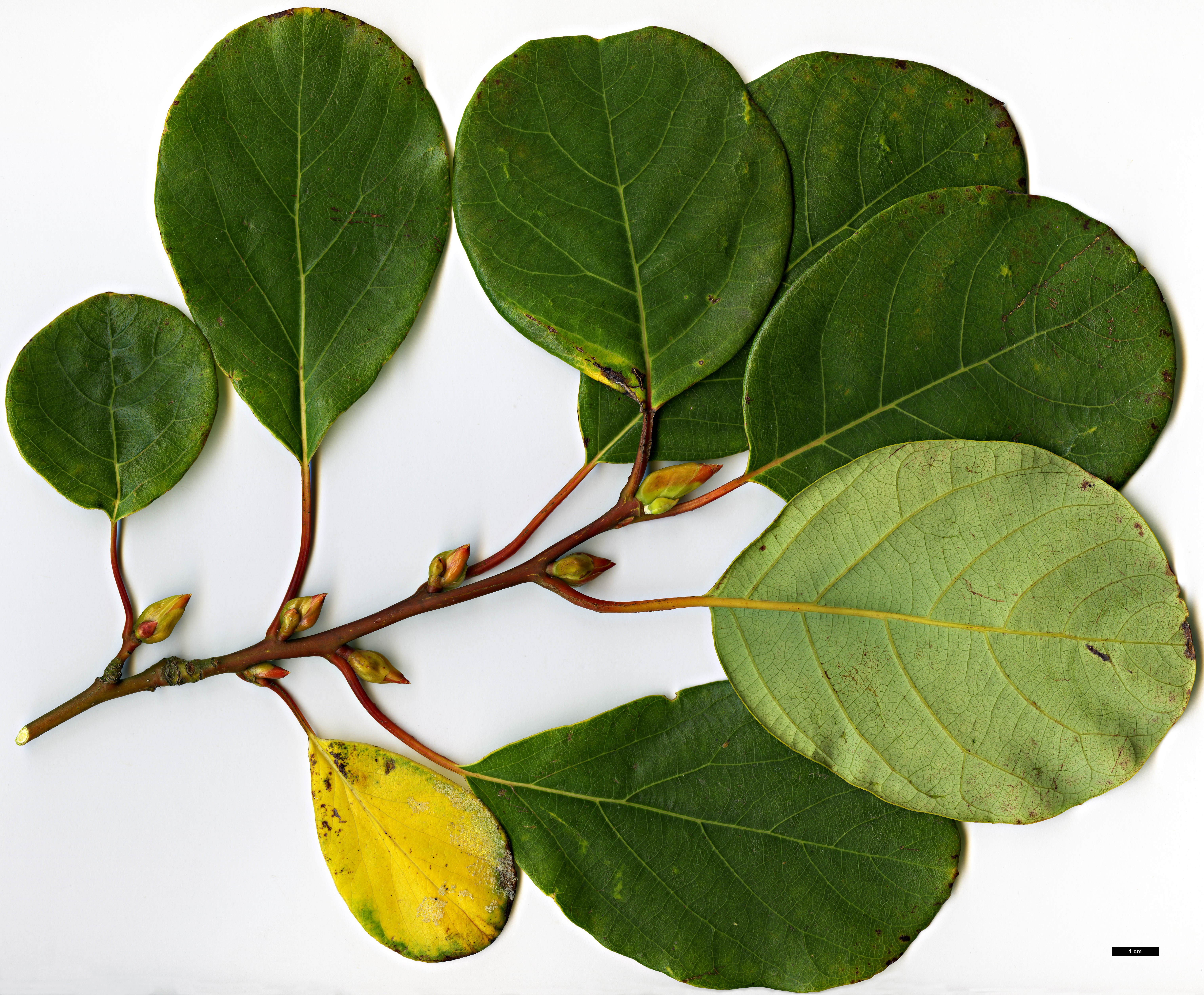 High resolution image: Family: Lauraceae - Genus: Litsea - Taxon: populifolia