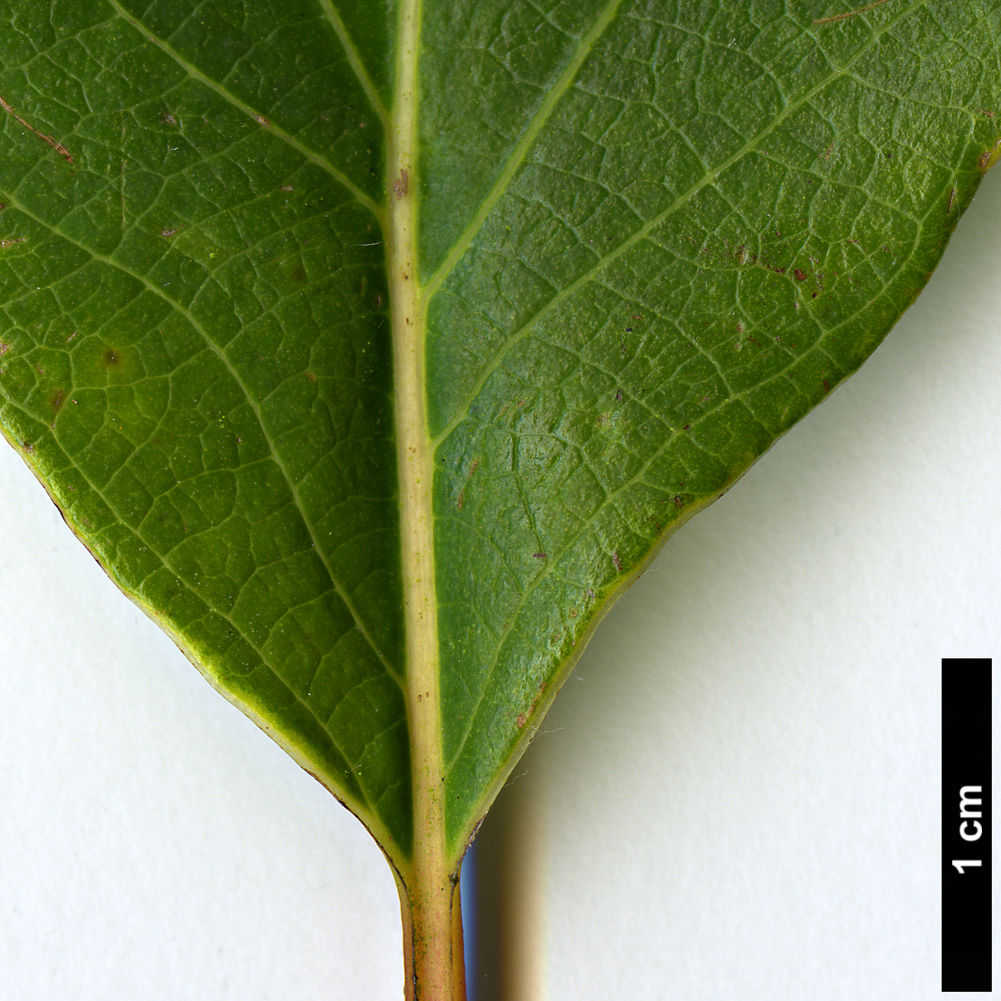 High resolution image: Family: Lauraceae - Genus: Litsea - Taxon: populifolia