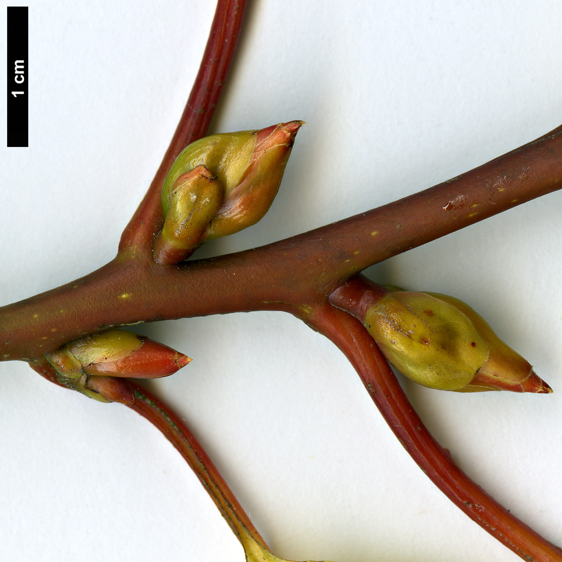 High resolution image: Family: Lauraceae - Genus: Litsea - Taxon: populifolia