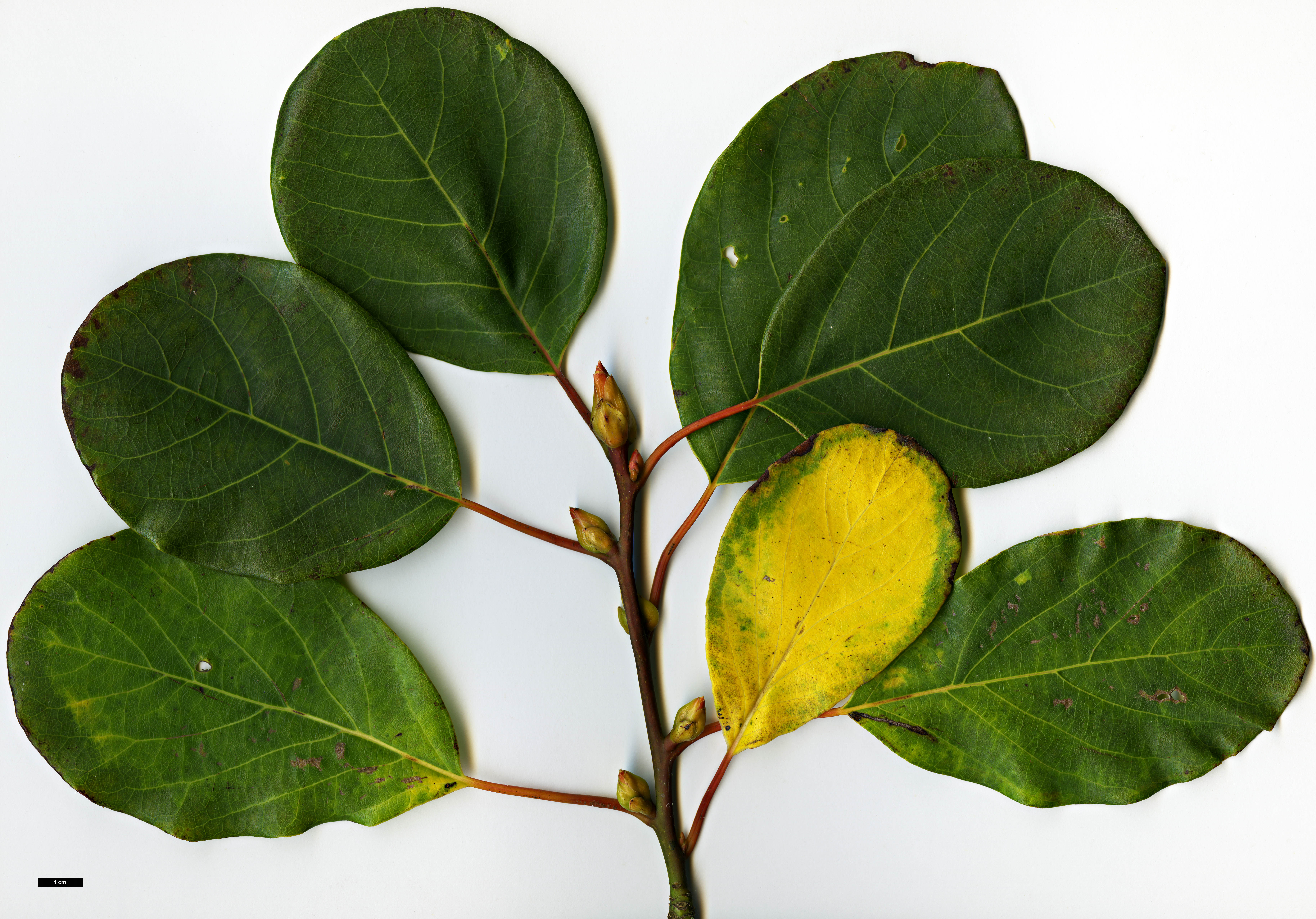 High resolution image: Family: Lauraceae - Genus: Litsea - Taxon: populifolia