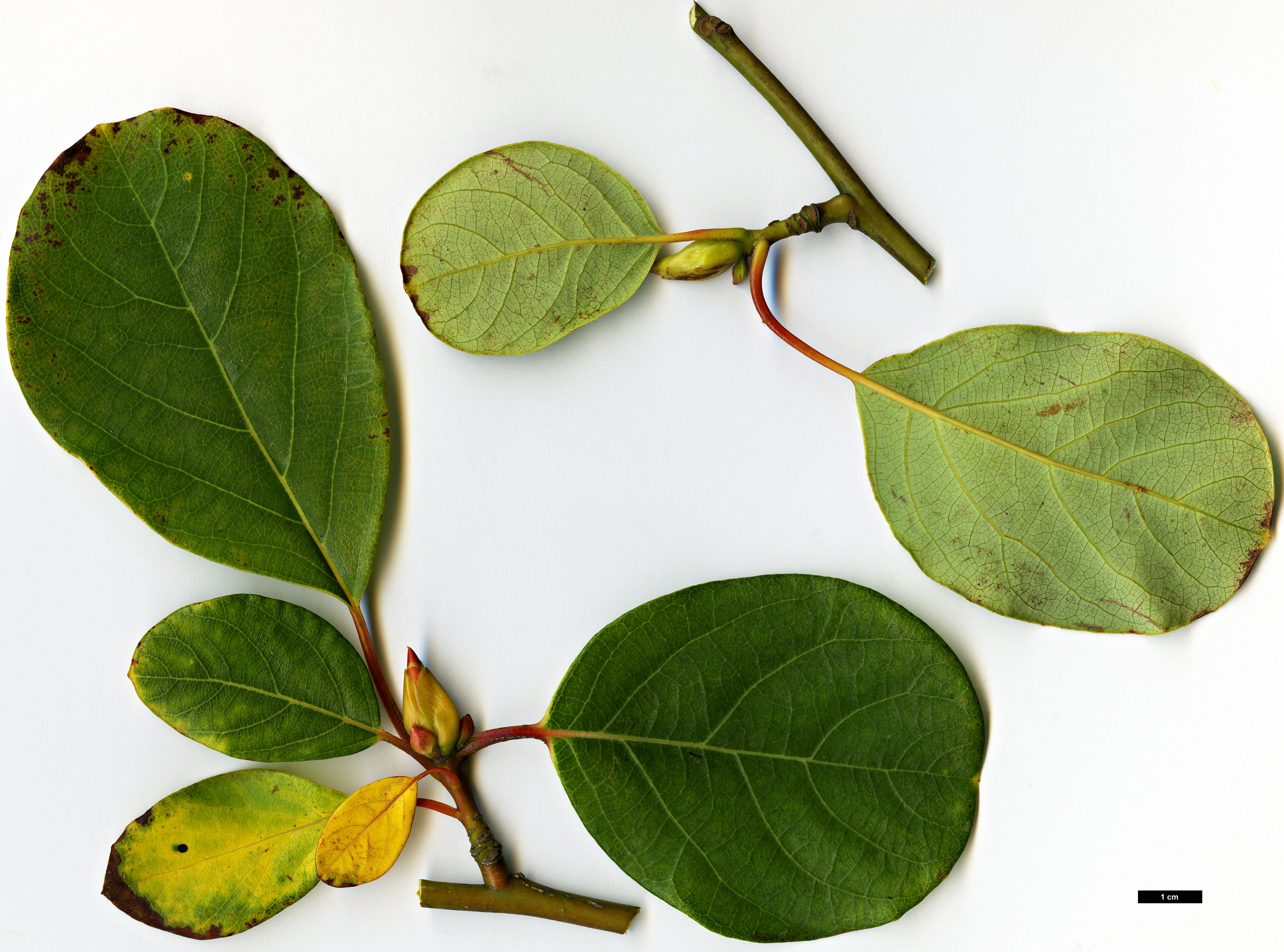 High resolution image: Family: Lauraceae - Genus: Litsea - Taxon: populifolia