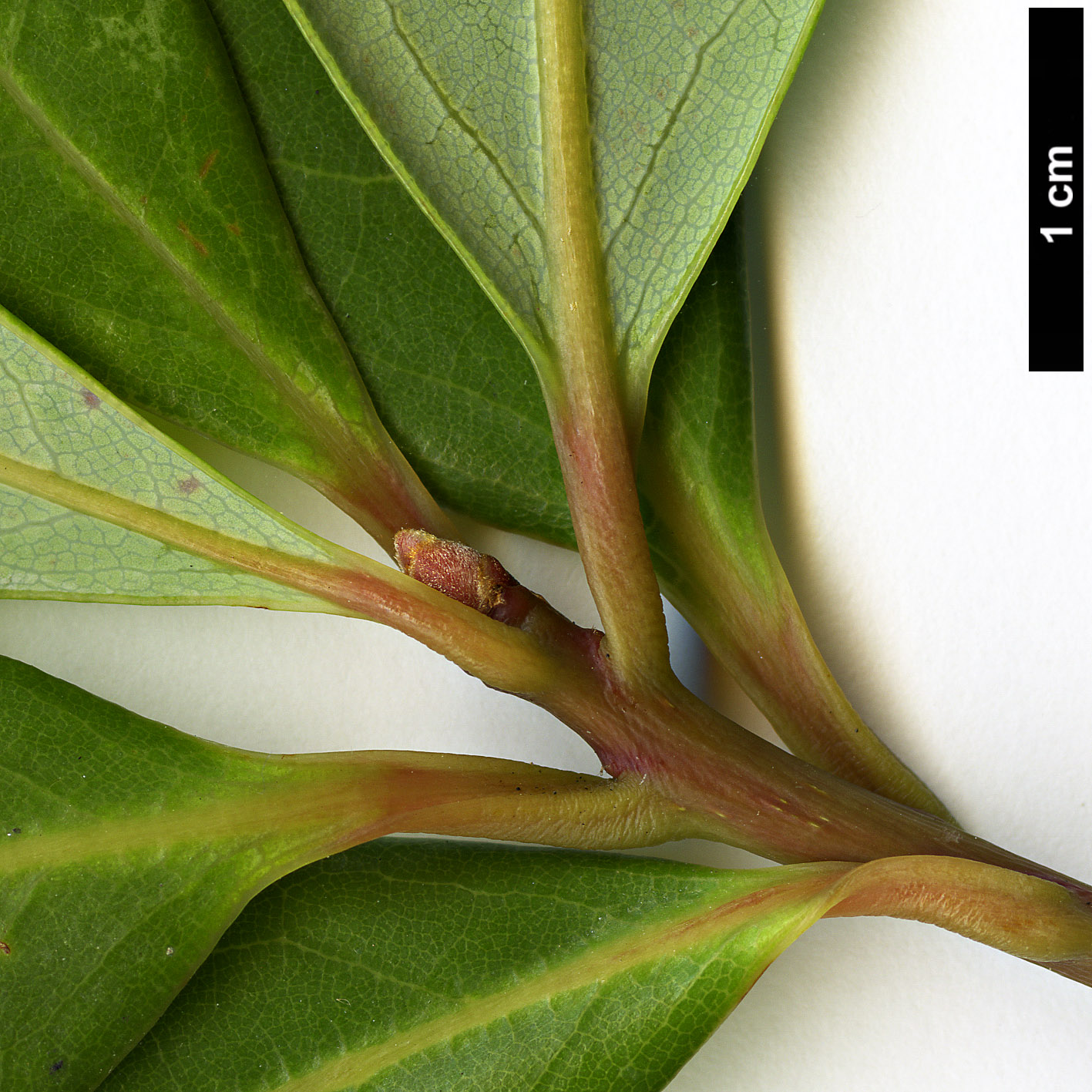 High resolution image: Family: Lauraceae - Genus: Machilus - Taxon: breviflora