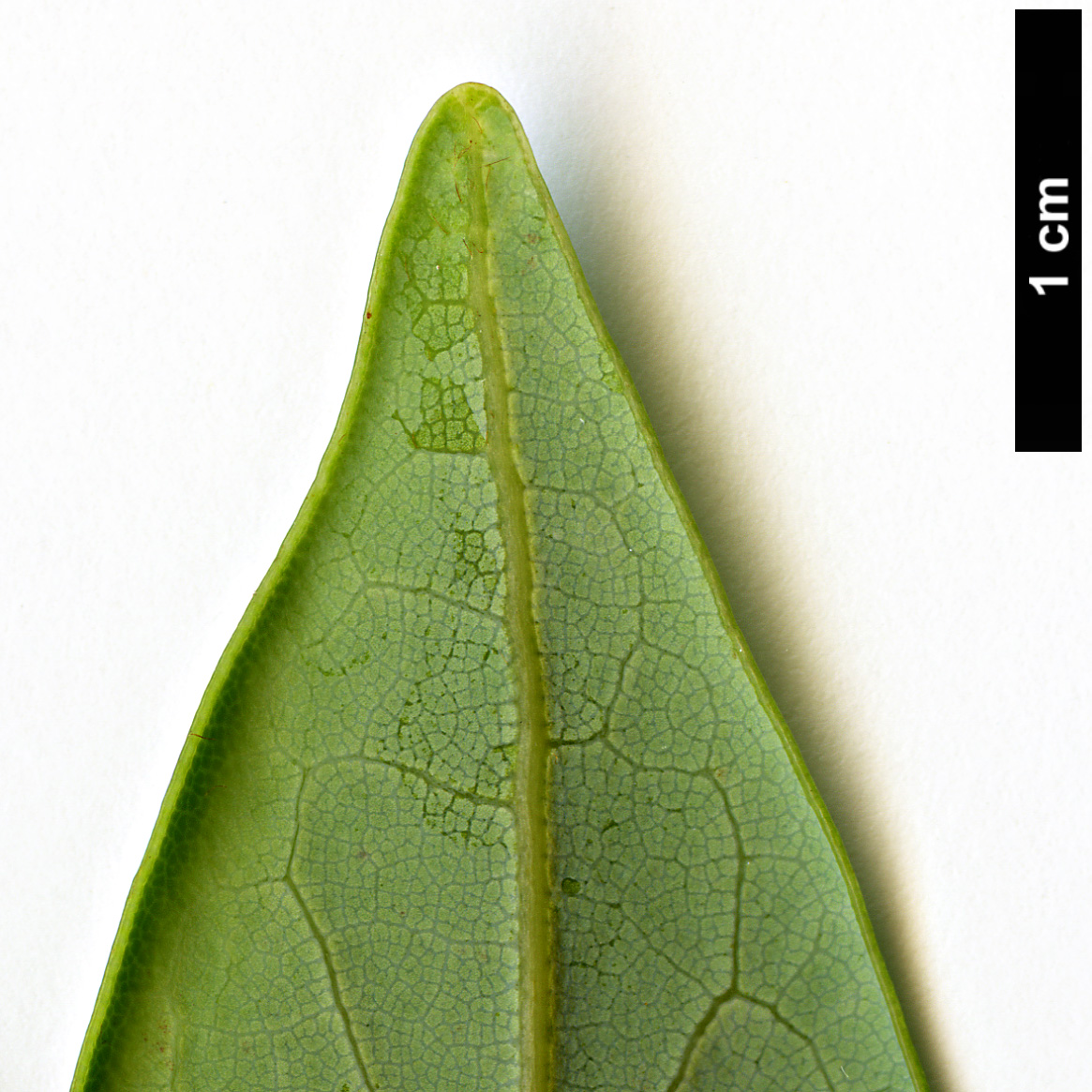 High resolution image: Family: Lauraceae - Genus: Machilus - Taxon: breviflora