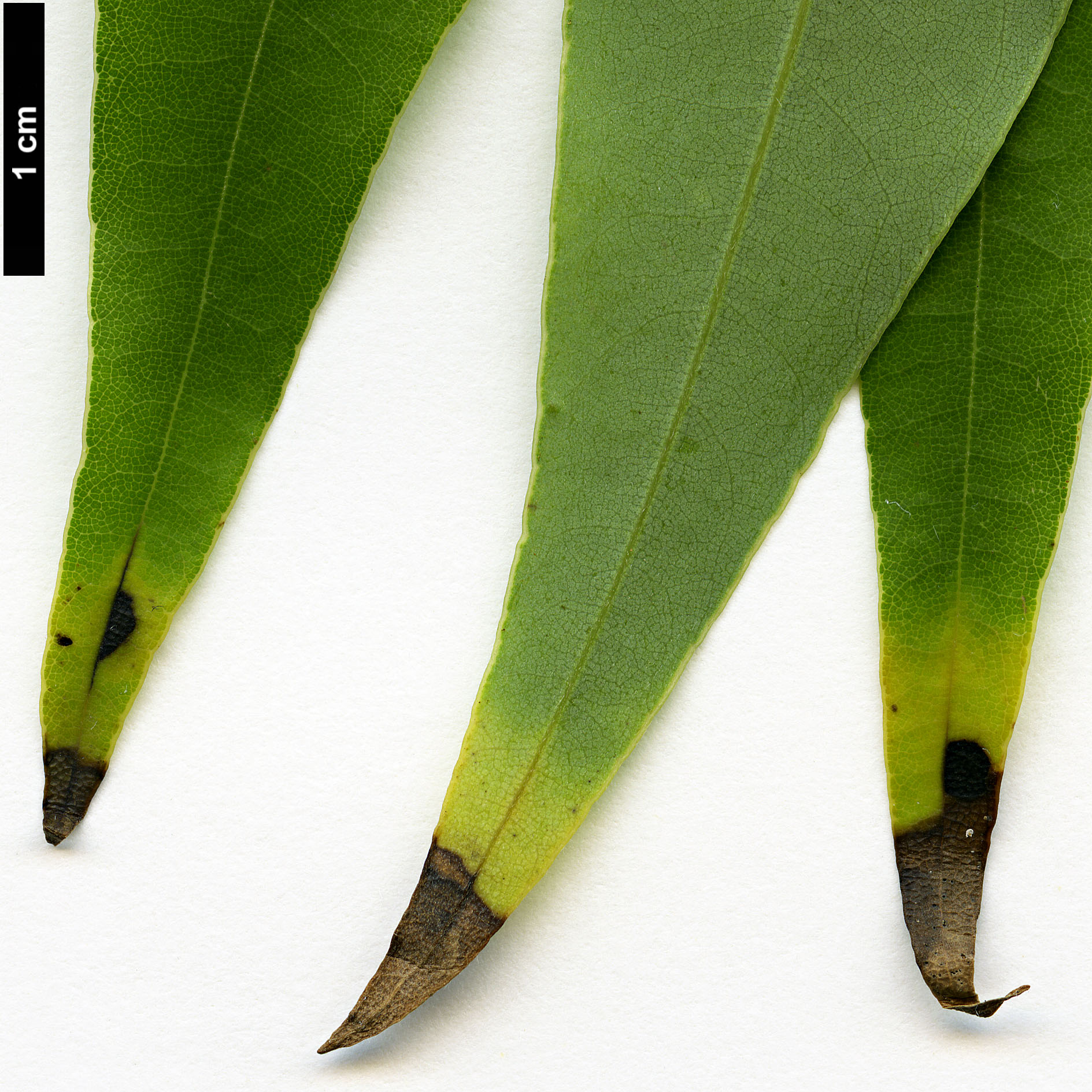 High resolution image: Family: Lauraceae - Genus: Machilus - Taxon: multinervia