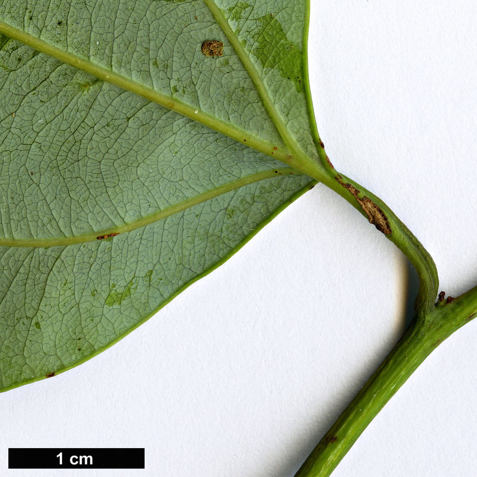 High resolution image: Family: Lauraceae - Genus: Neocinnamomum - Taxon: species