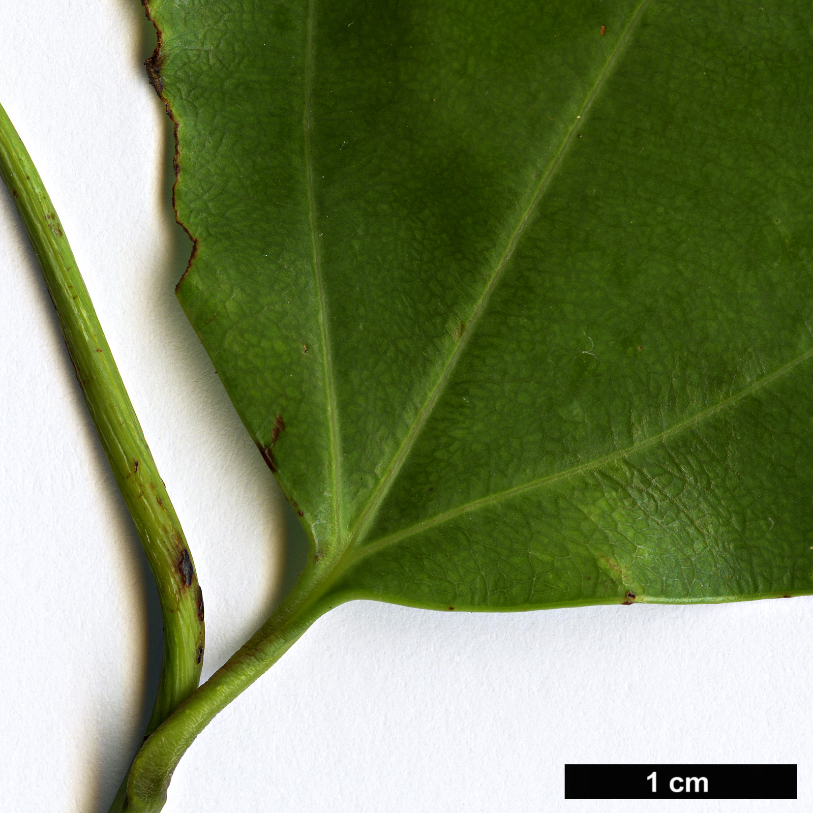 High resolution image: Family: Lauraceae - Genus: Neocinnamomum - Taxon: species