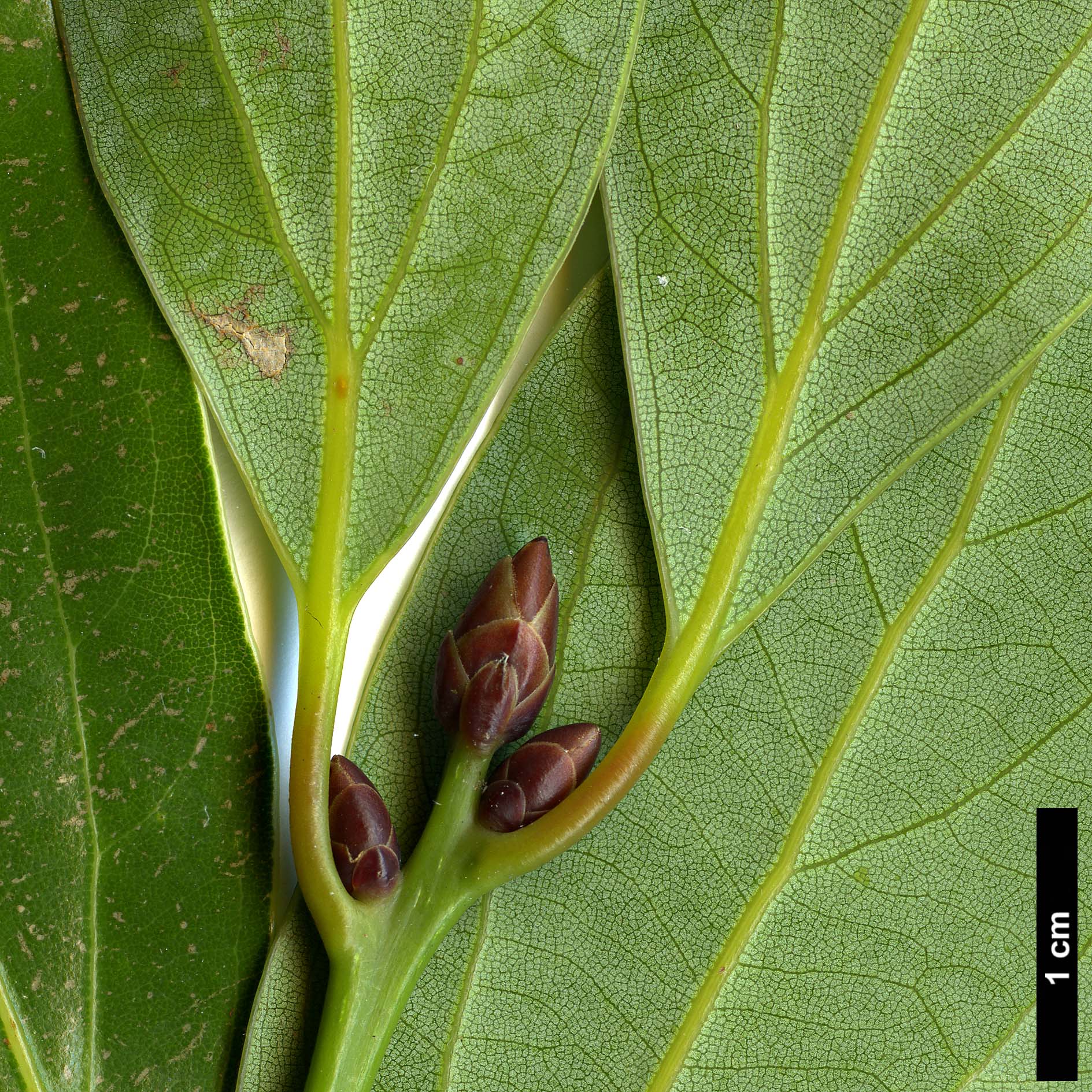 High resolution image: Family: Lauraceae - Genus: Neolitsea - Taxon: aciculata