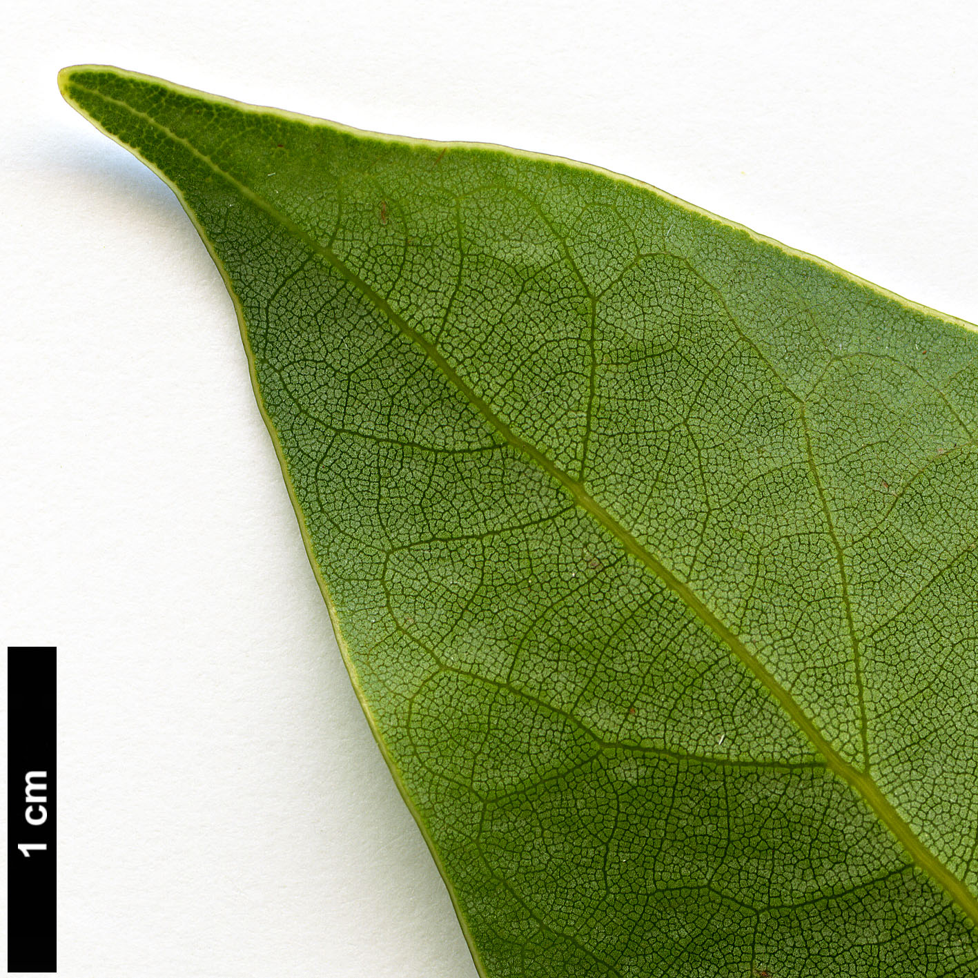 High resolution image: Family: Lauraceae - Genus: Neolitsea - Taxon: aciculata