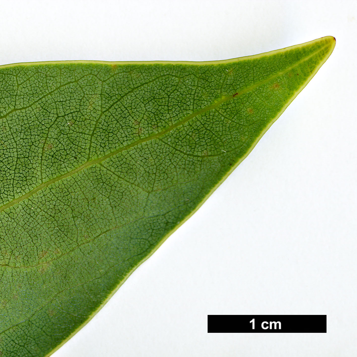 High resolution image: Family: Lauraceae - Genus: Neolitsea - Taxon: aciculata