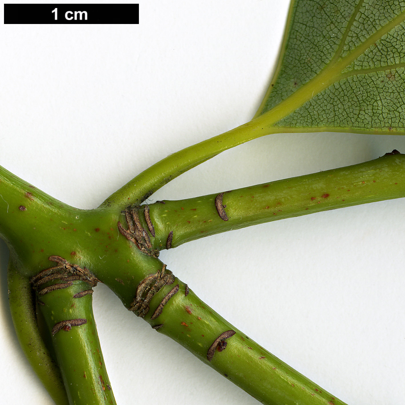 High resolution image: Family: Lauraceae - Genus: Neolitsea - Taxon: aciculata