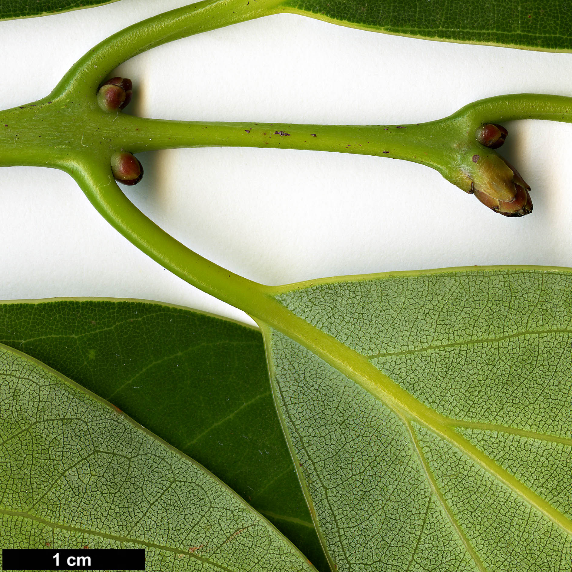 High resolution image: Family: Lauraceae - Genus: Neolitsea - Taxon: aciculata