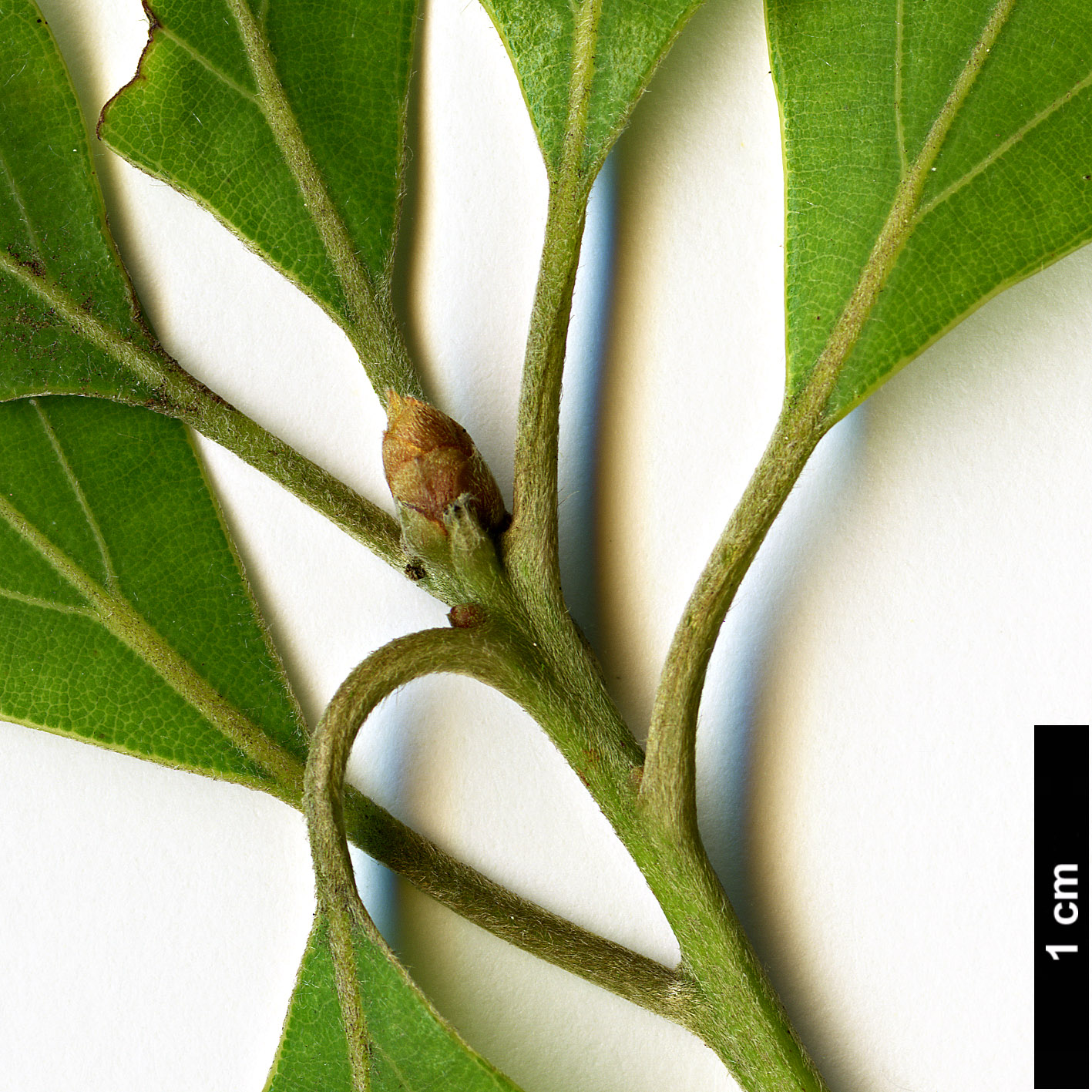 High resolution image: Family: Lauraceae - Genus: Neolitsea - Taxon: acuminatissima High resolution image: Family: Lauraceae - Genus: Neolitsea - Taxon: acuminatissima