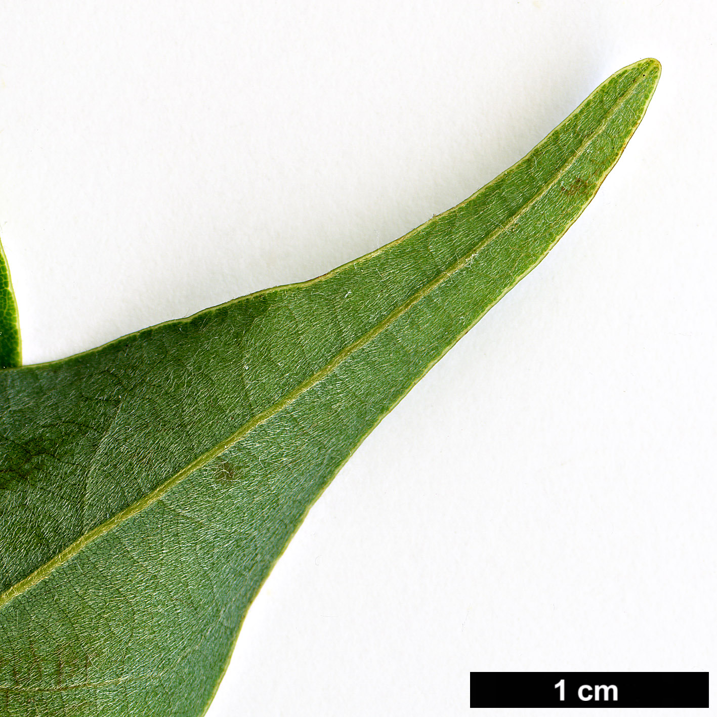 High resolution image: Family: Lauraceae - Genus: Neolitsea - Taxon: acuminatissima