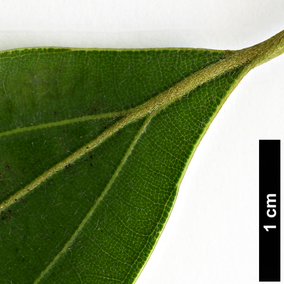 High resolution image: Family: Lauraceae - Genus: Neolitsea - Taxon: acuminatissima High resolution image: Family: Lauraceae - Genus: Neolitsea - Taxon: acuminatissima