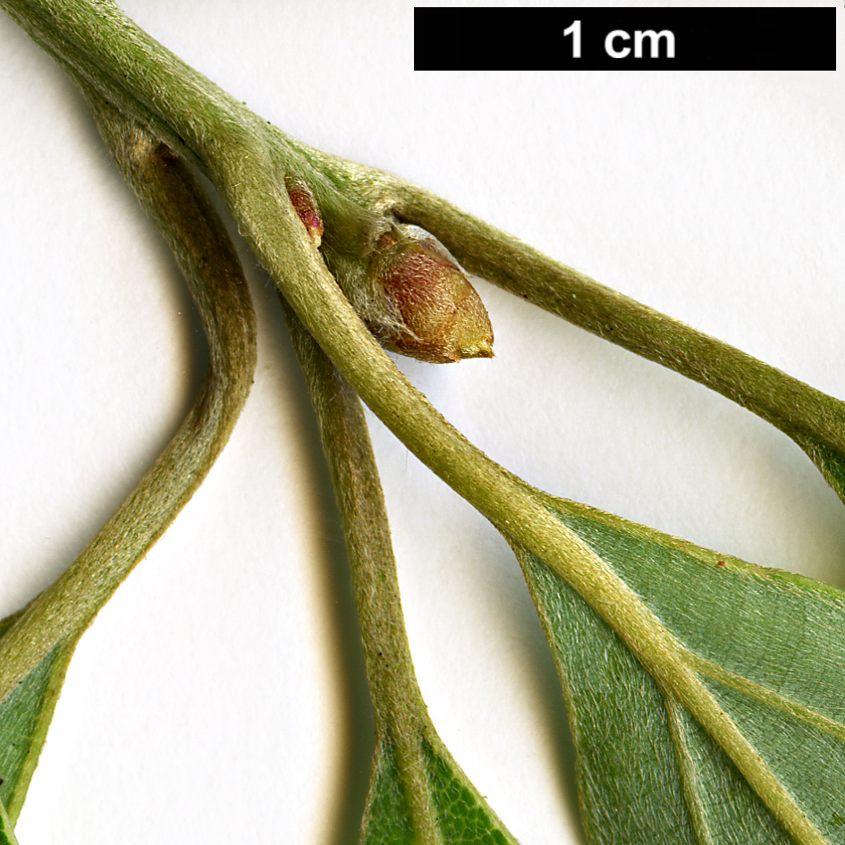 High resolution image: Family: Lauraceae - Genus: Neolitsea - Taxon: acuminatissima