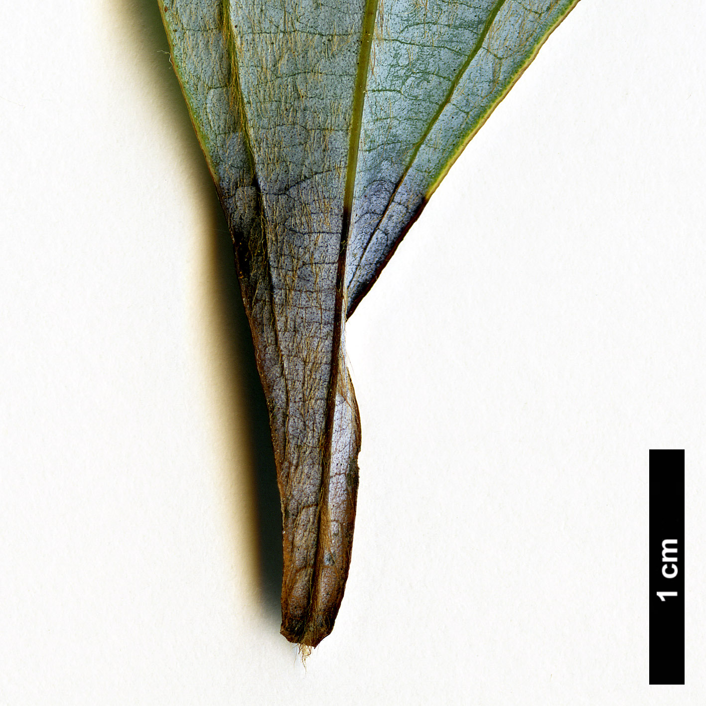 High resolution image: Family: Lauraceae - Genus: Neolitsea - Taxon: cuipala