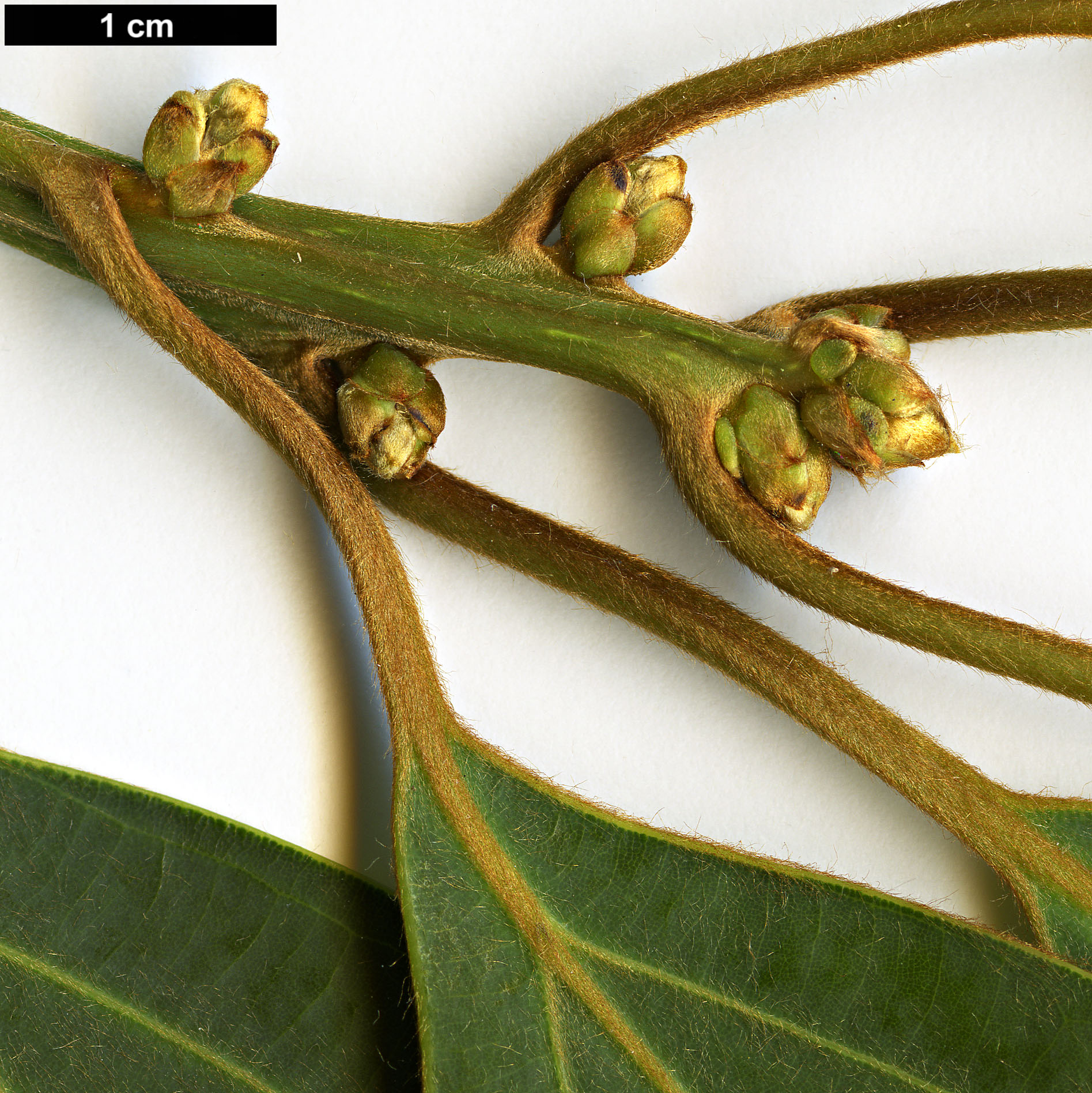 High resolution image: Family: Lauraceae - Genus: Neolitsea - Taxon: sericea