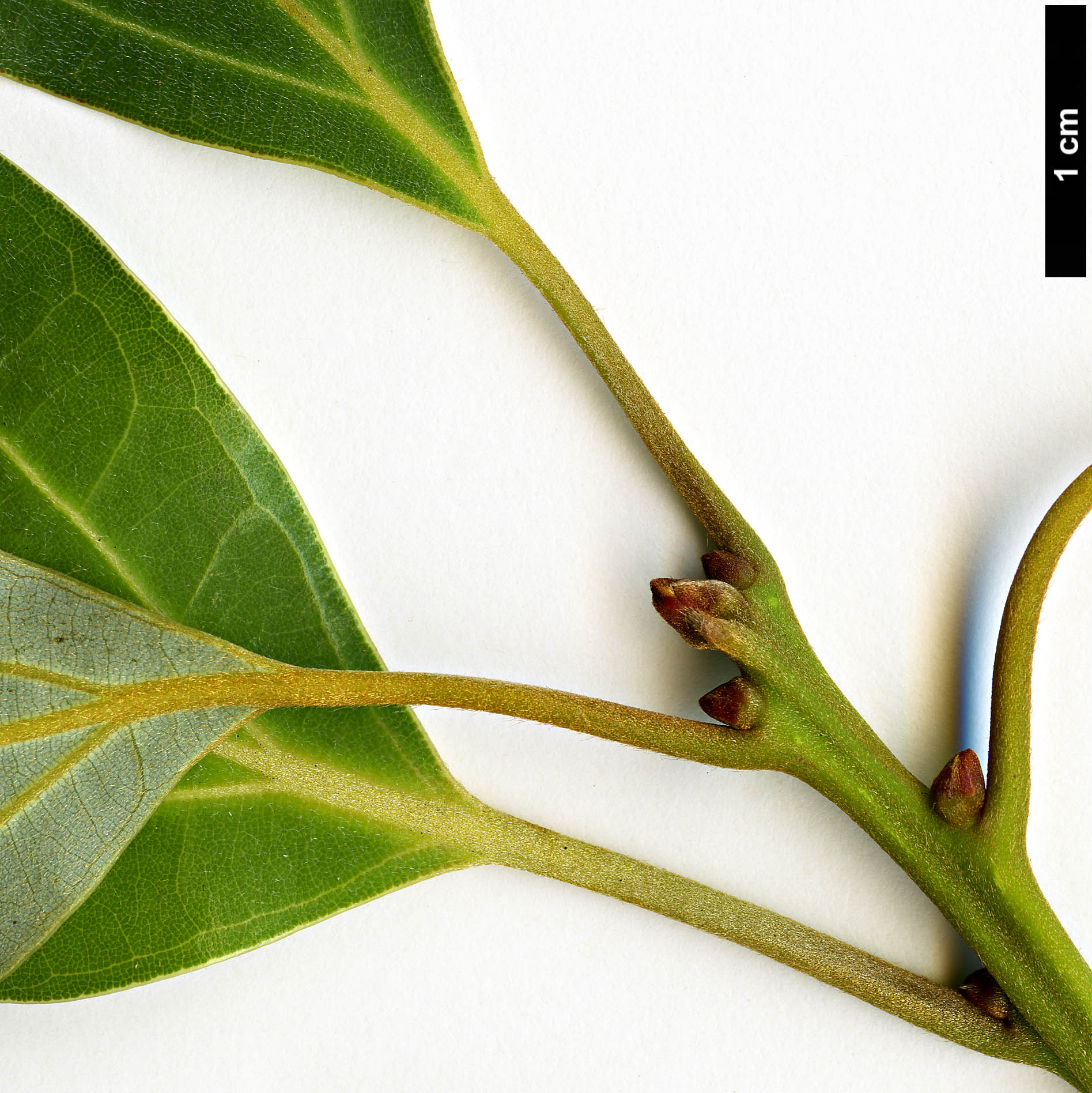 High resolution image: Family: Lauraceae - Genus: Neolitsea - Taxon: sericea