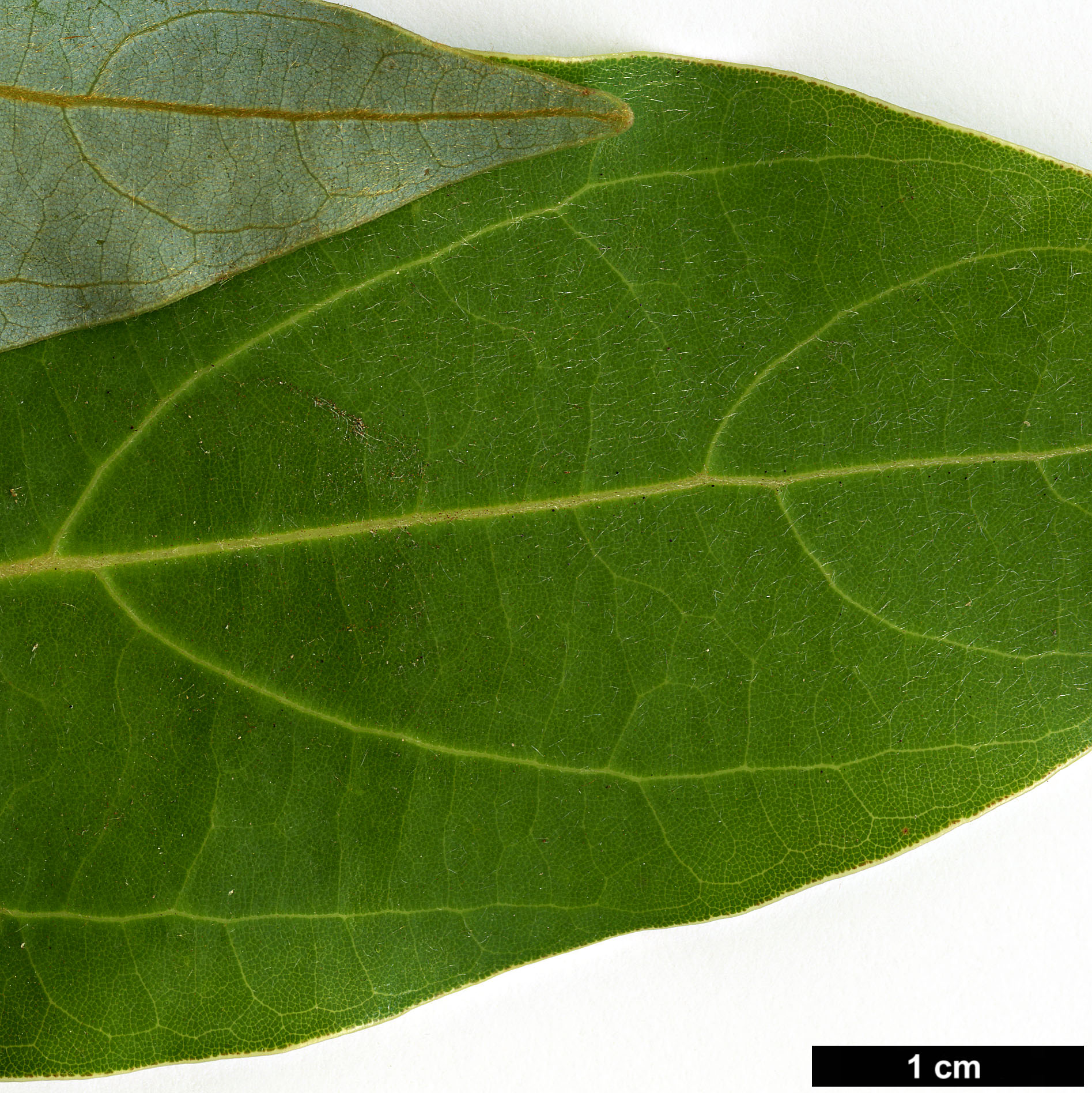 High resolution image: Family: Lauraceae - Genus: Neolitsea - Taxon: sericea