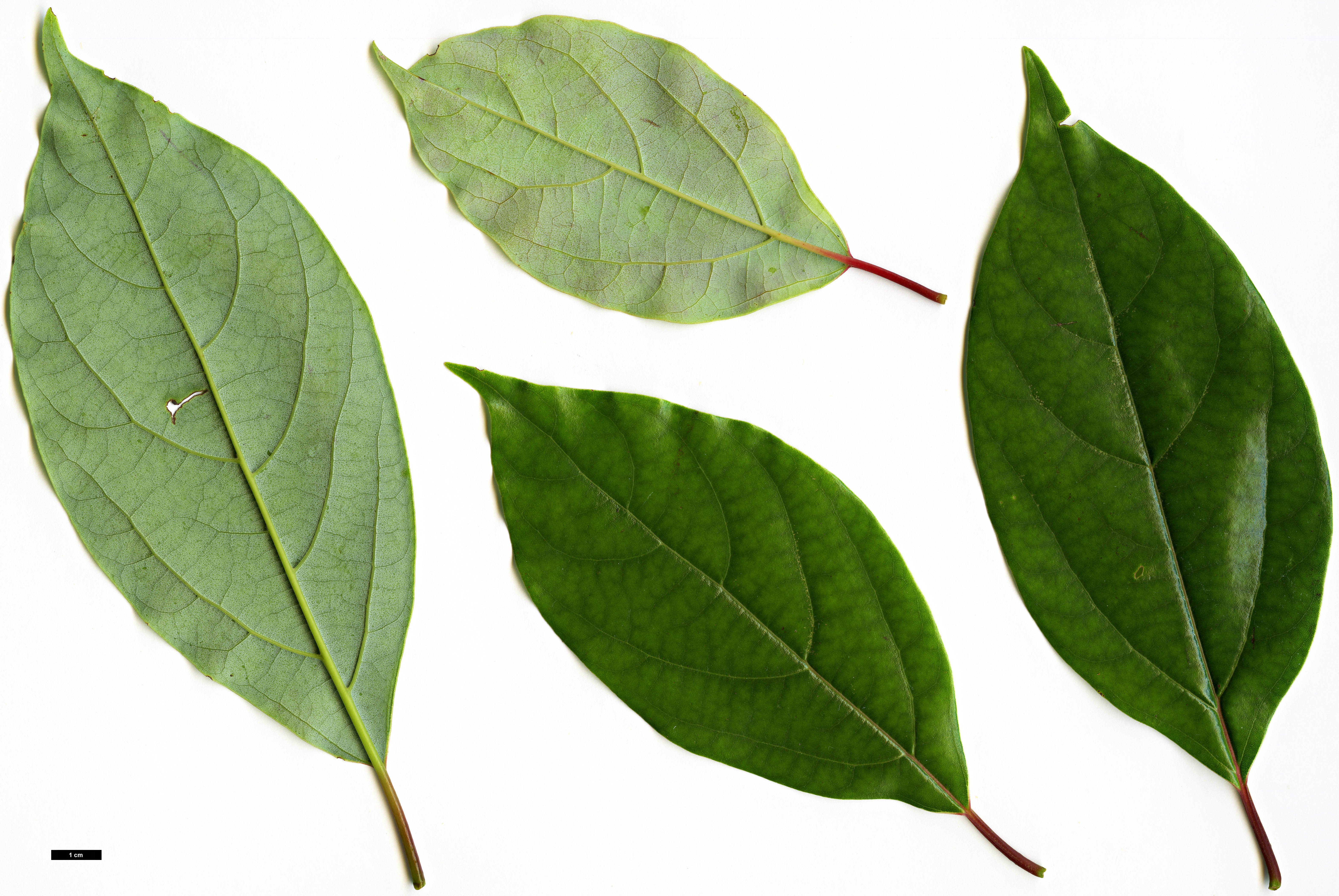 High resolution image: Family: Lauraceae - Genus: Nothaphoebe - Taxon: cavaleriei High resolution image: Family: Lauraceae - Genus: Nothaphoebe - Taxon: cavaleriei