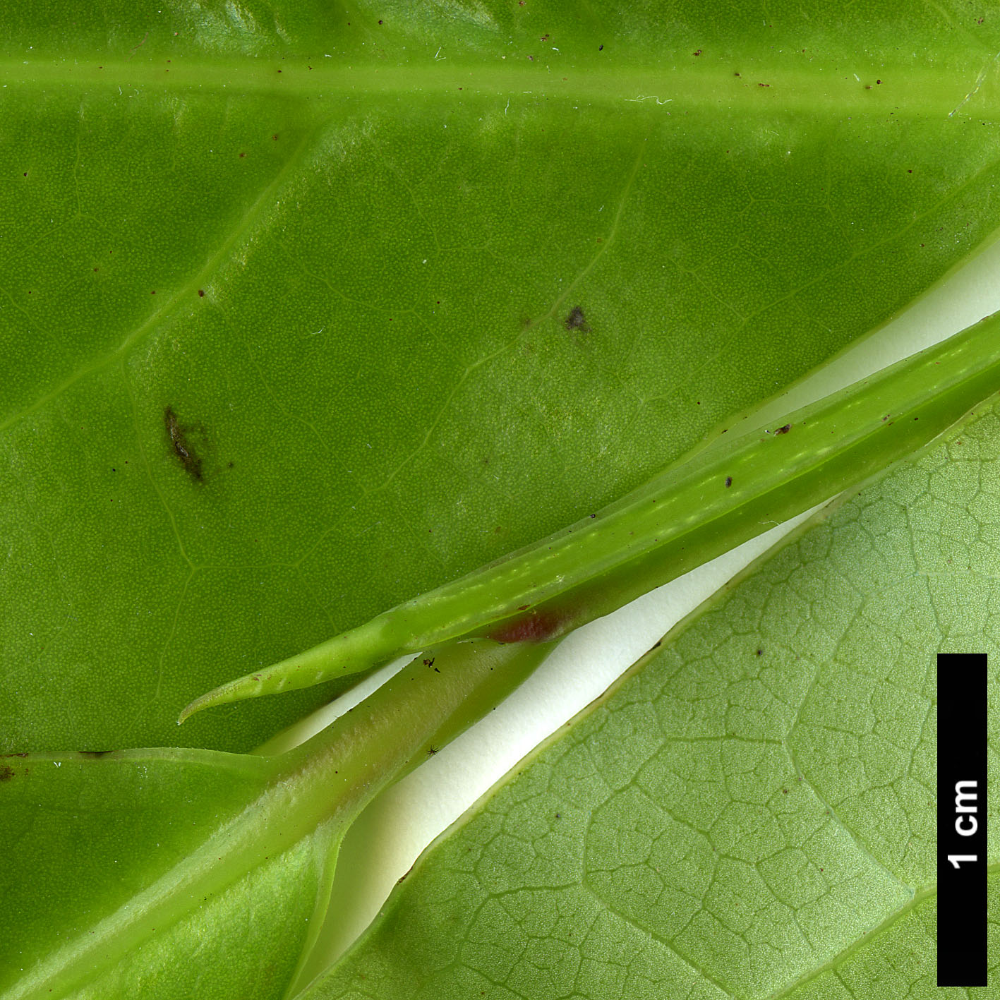 High resolution image: Family: Lauraceae - Genus: Ocotea - Taxon: foetens