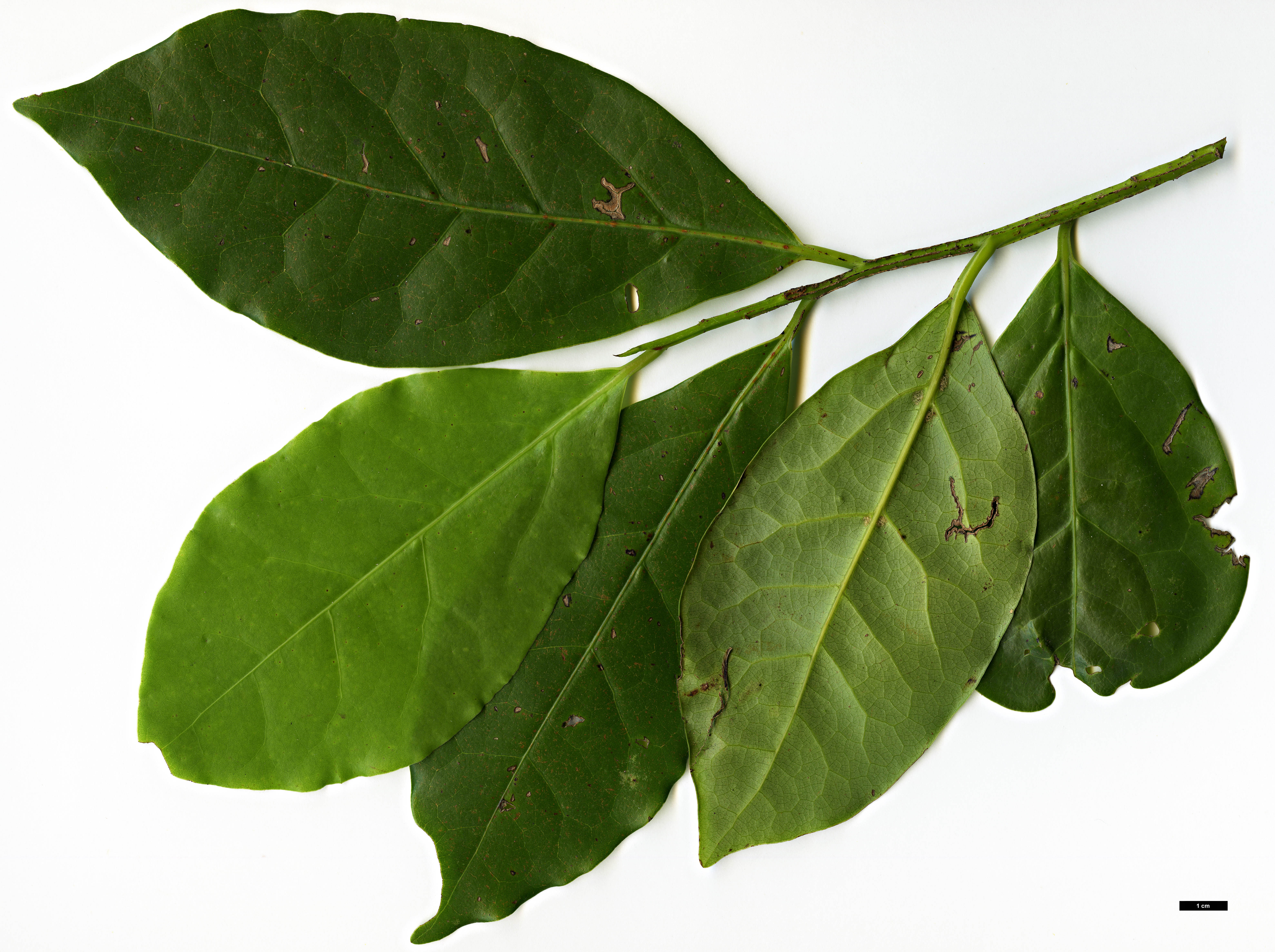 High resolution image: Family: Lauraceae - Genus: Ocotea - Taxon: foetens