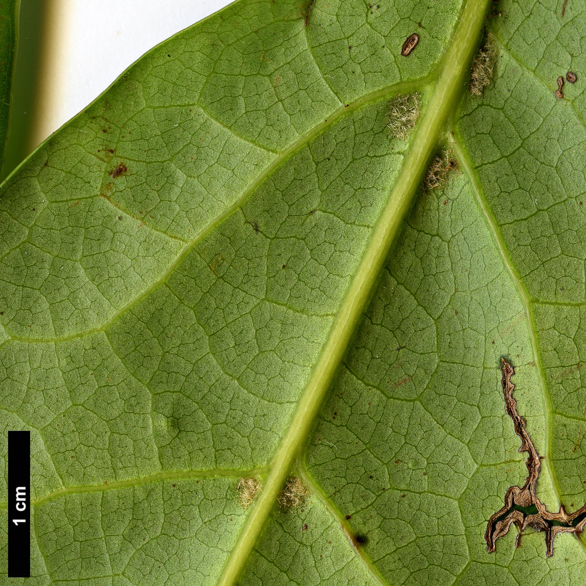 High resolution image: Family: Lauraceae - Genus: Ocotea - Taxon: foetens