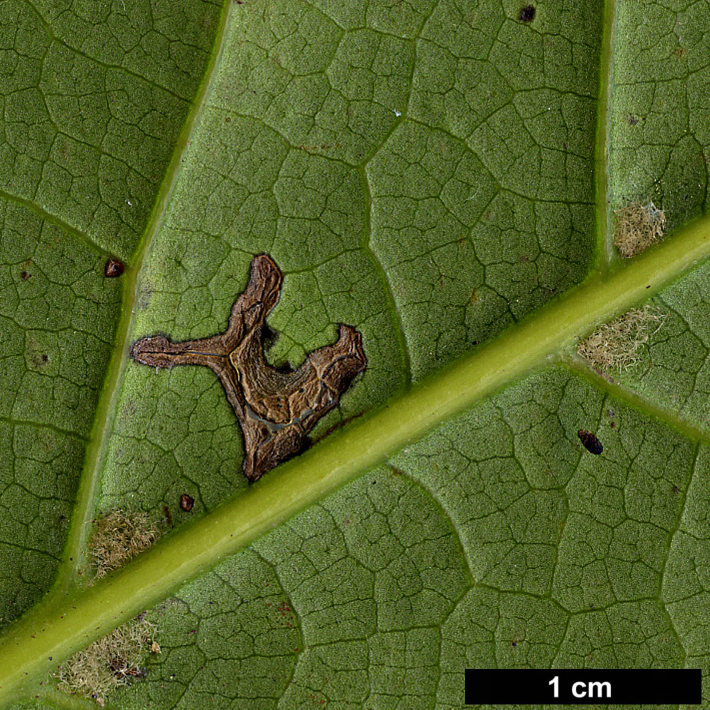 High resolution image: Family: Lauraceae - Genus: Ocotea - Taxon: foetens