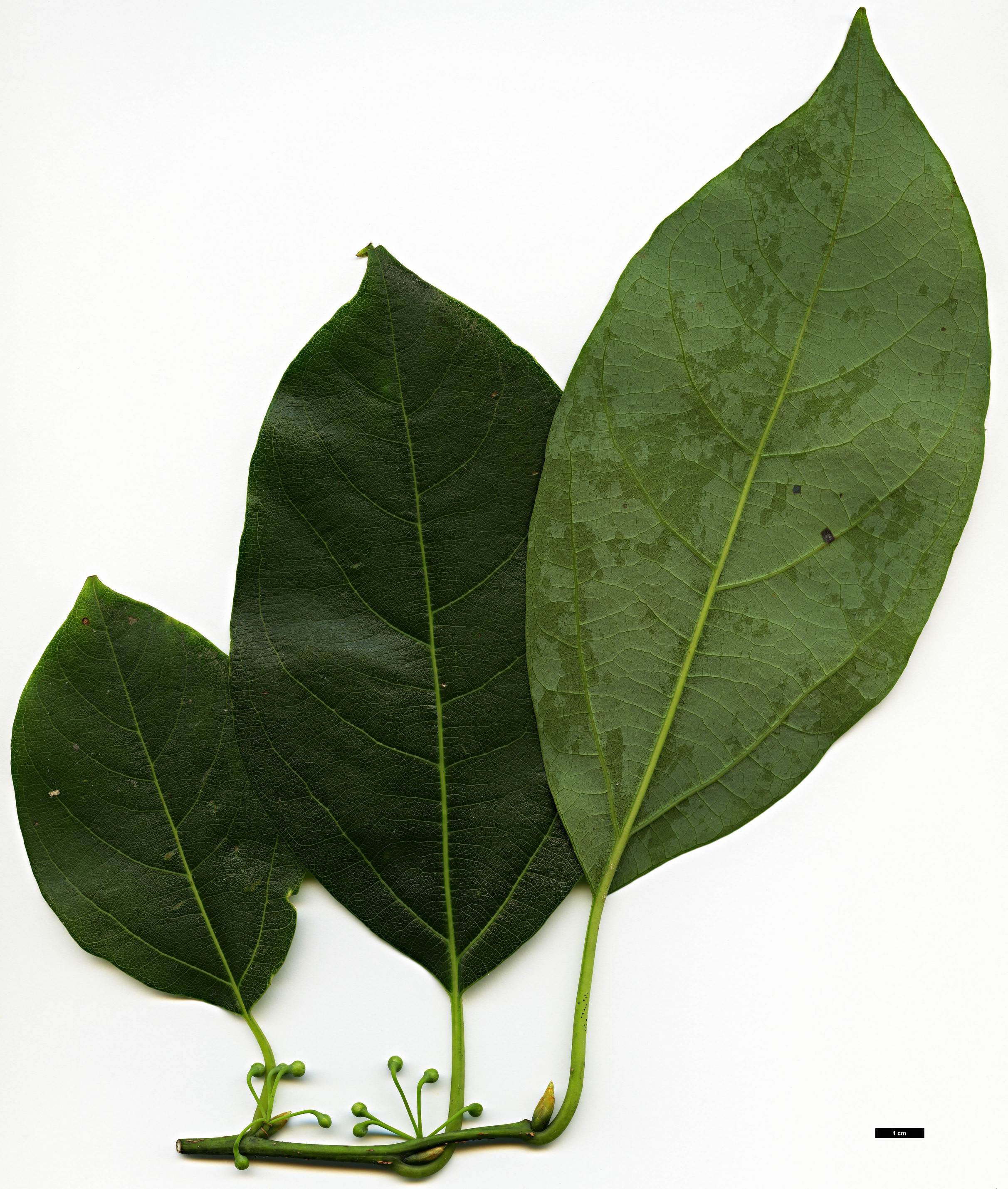 High resolution image: Family: Lauraceae - Genus: Parasassafras - Taxon: confertiflora