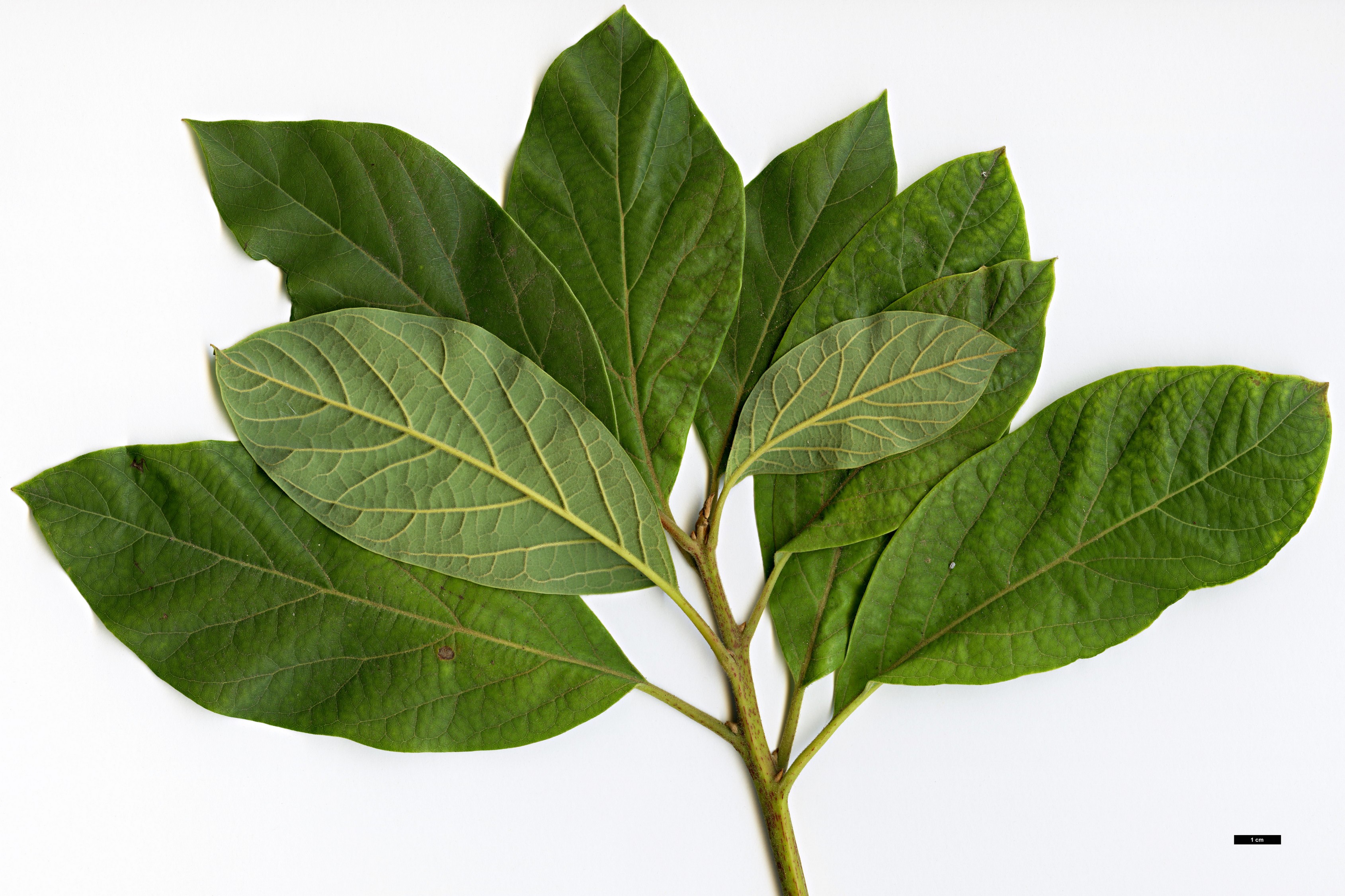 High resolution image: Family: Lauraceae - Genus: Persea - Taxon: americana