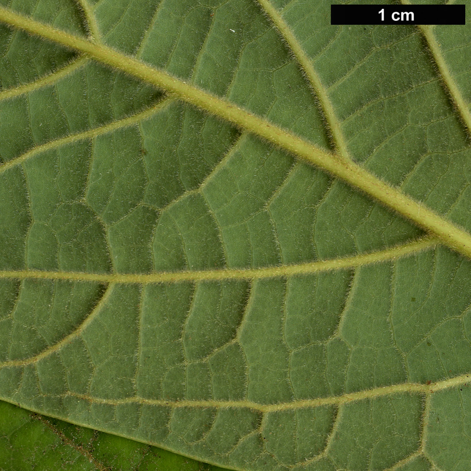 High resolution image: Family: Lauraceae - Genus: Persea - Taxon: americana