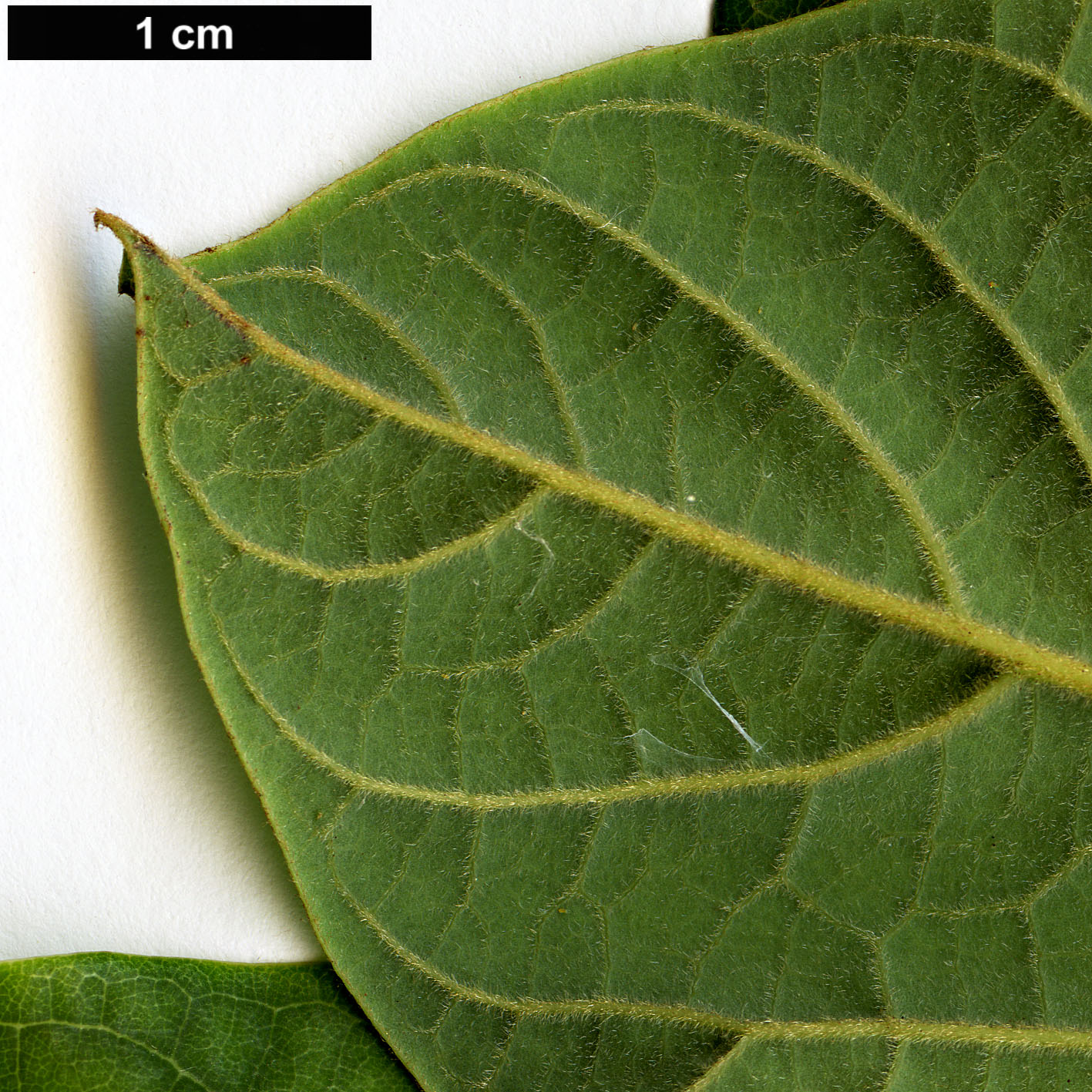 High resolution image: Family: Lauraceae - Genus: Persea - Taxon: americana