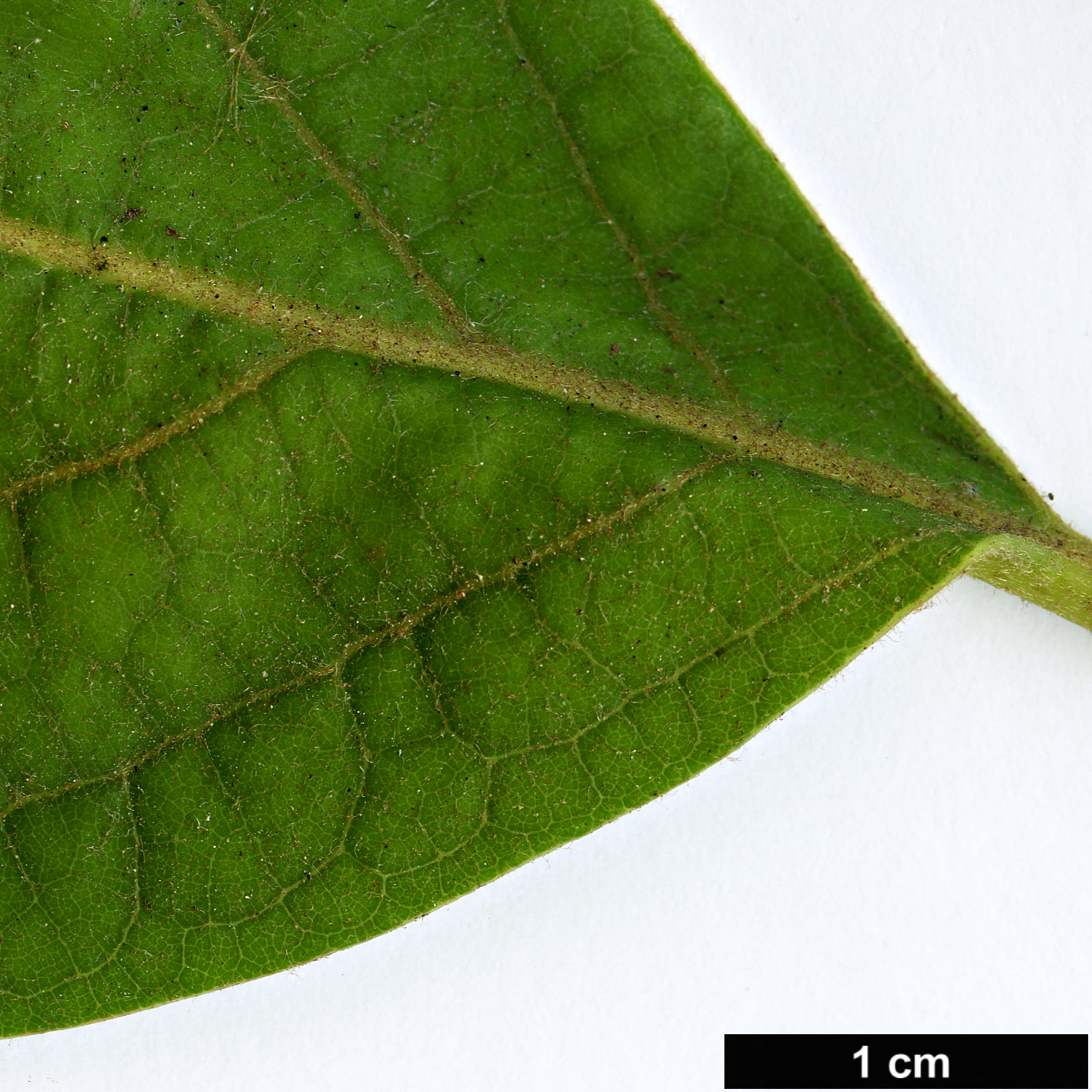 High resolution image: Family: Lauraceae - Genus: Persea - Taxon: americana