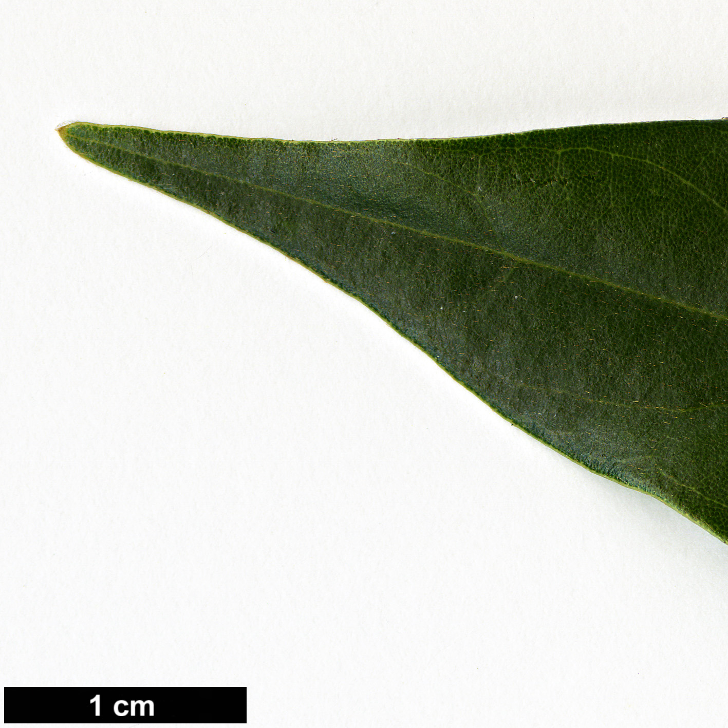 High resolution image: Family: Lauraceae - Genus: Persea - Taxon: bracteata