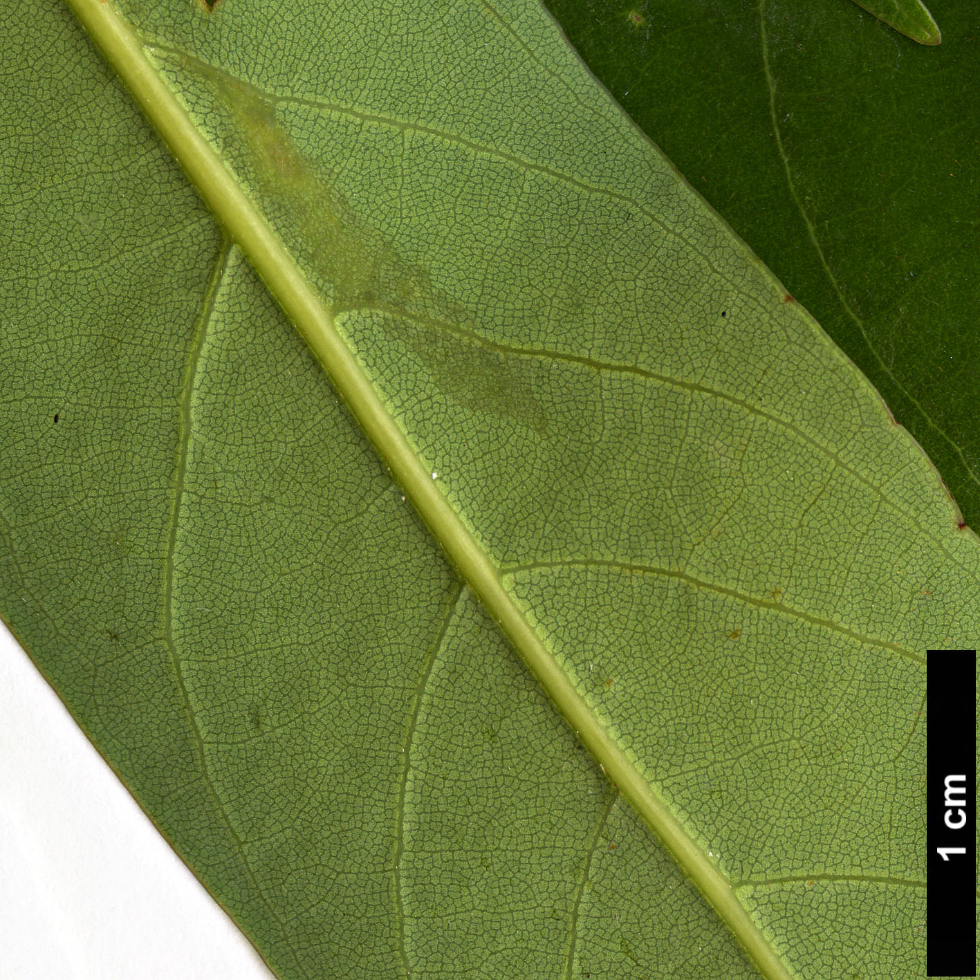 High resolution image: Family: Lauraceae - Genus: Persea - Taxon: ichangensis