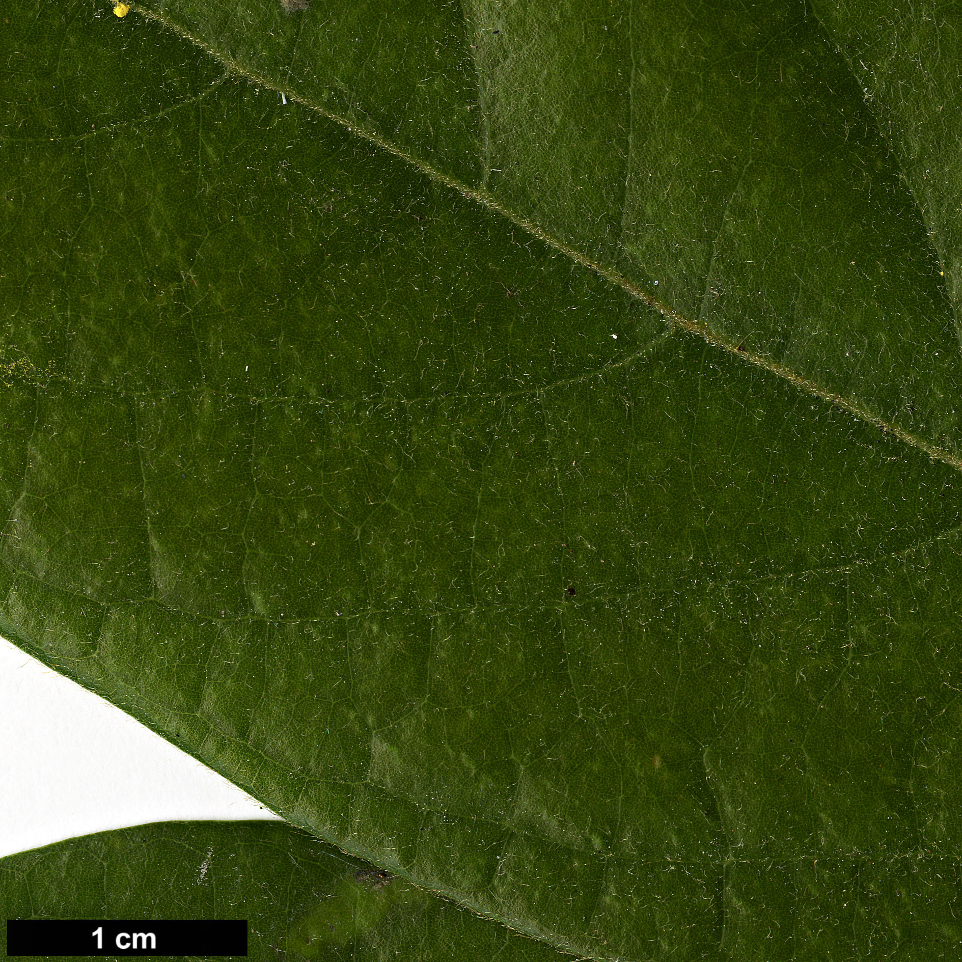 High resolution image: Family: Lauraceae - Genus: Phoebe - Taxon: chekiangensis