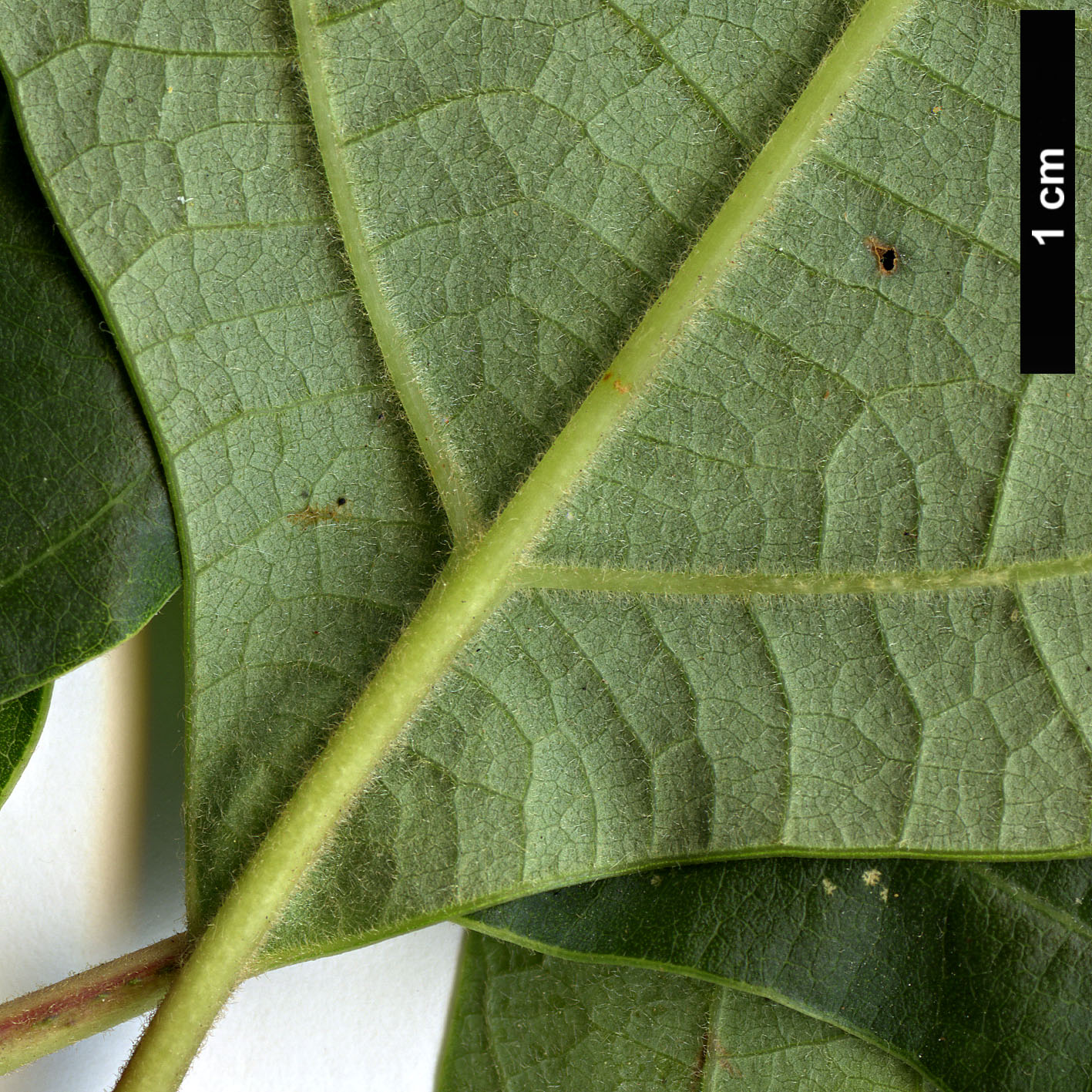 High resolution image: Family: Lauraceae - Genus: Sassafras - Taxon: albidum