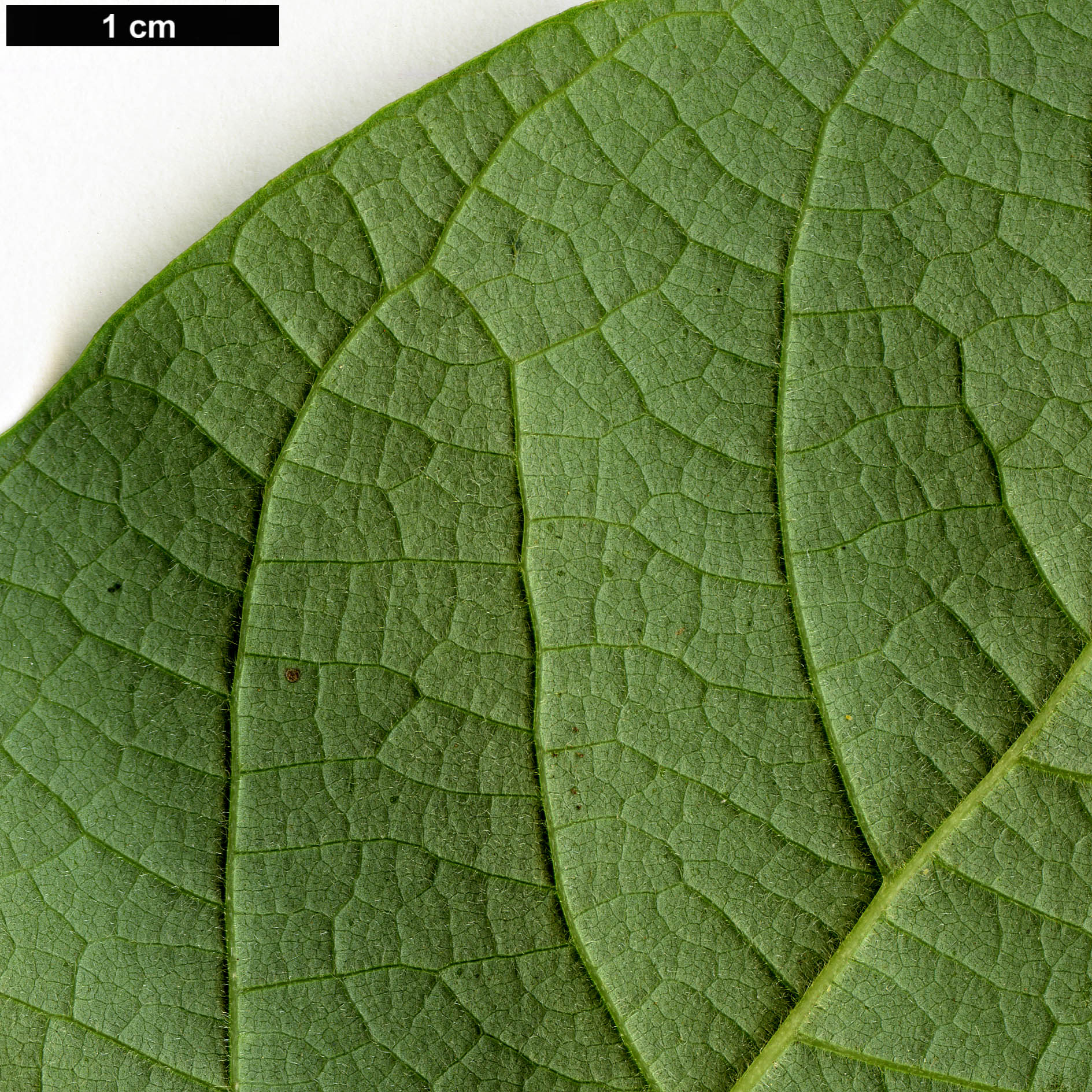 High resolution image: Family: Lauraceae - Genus: Sassafras - Taxon: albidum