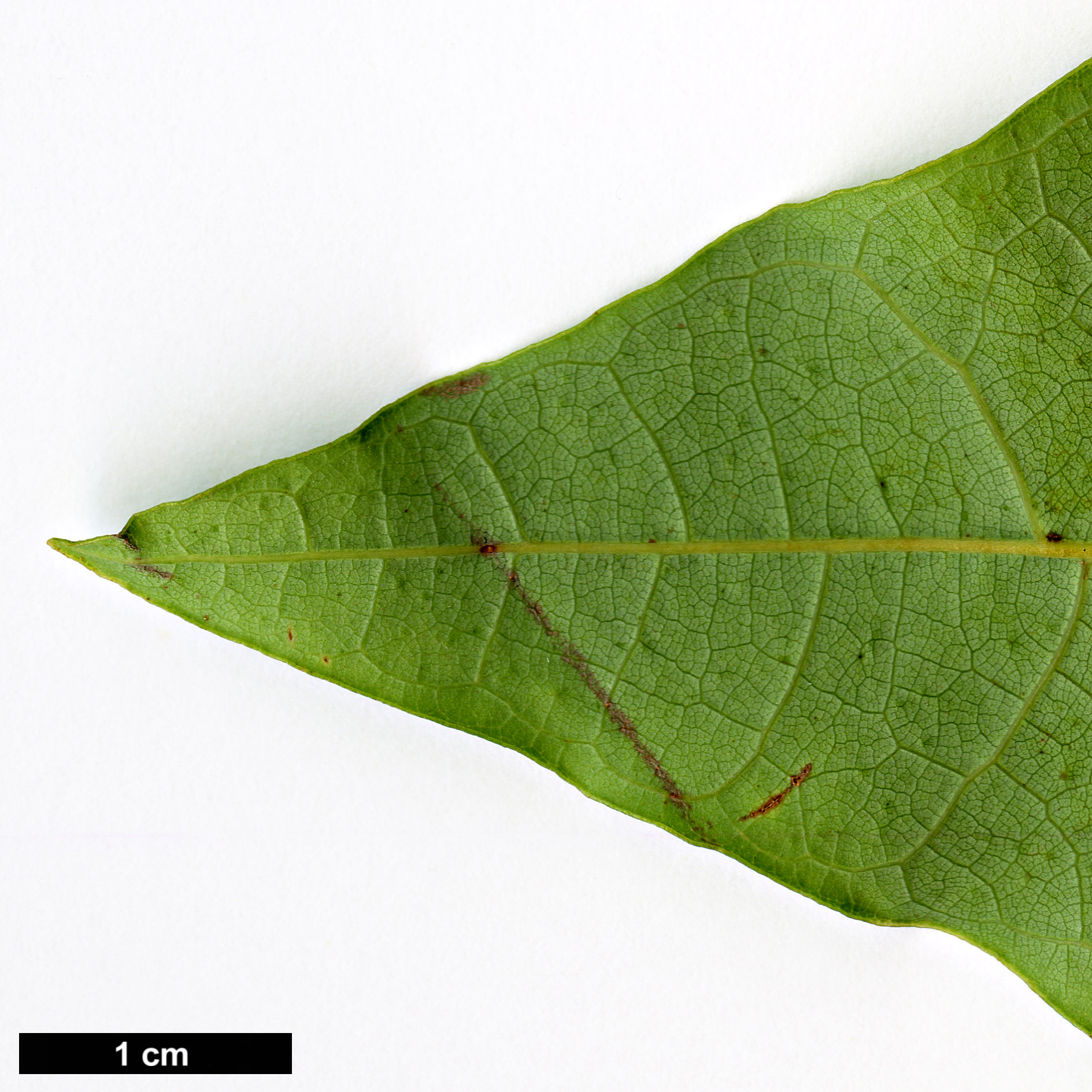 High resolution image: Family: Lauraceae - Genus: Sassafras - Taxon: randaiense